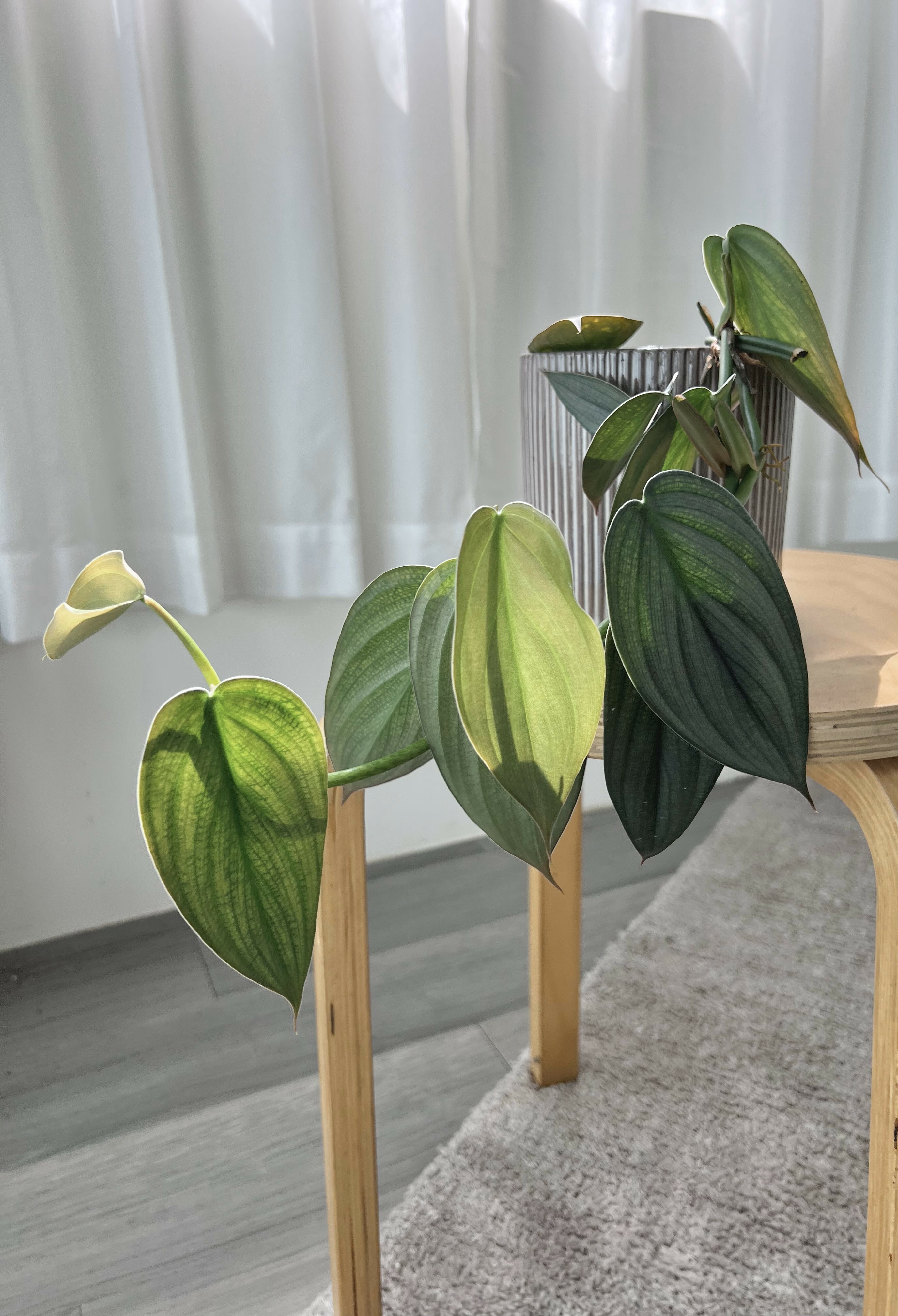 Philodendron hopkinsianum 'Burle Marx Fantasy' 冰裂瓷蔓綠絨