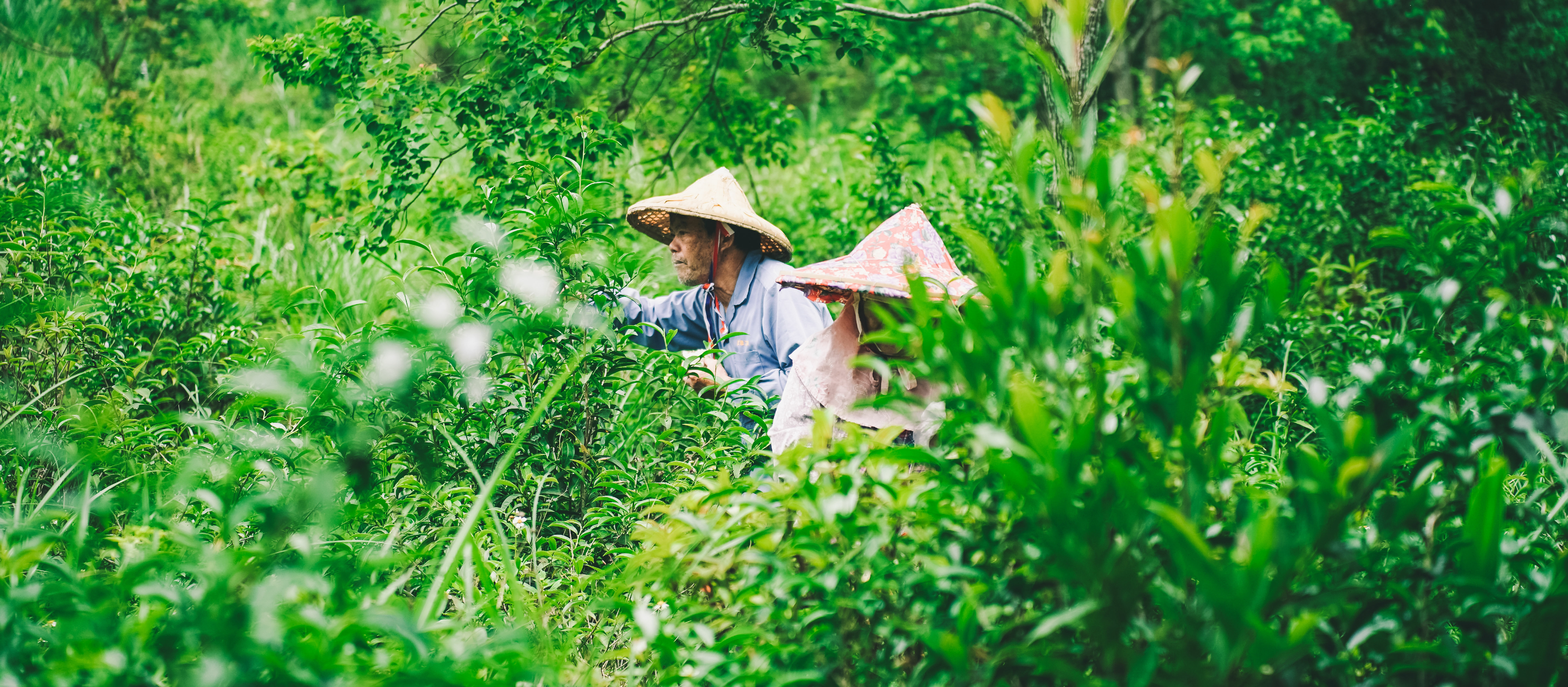 遊採茶以秀明自然農法栽種茶葉