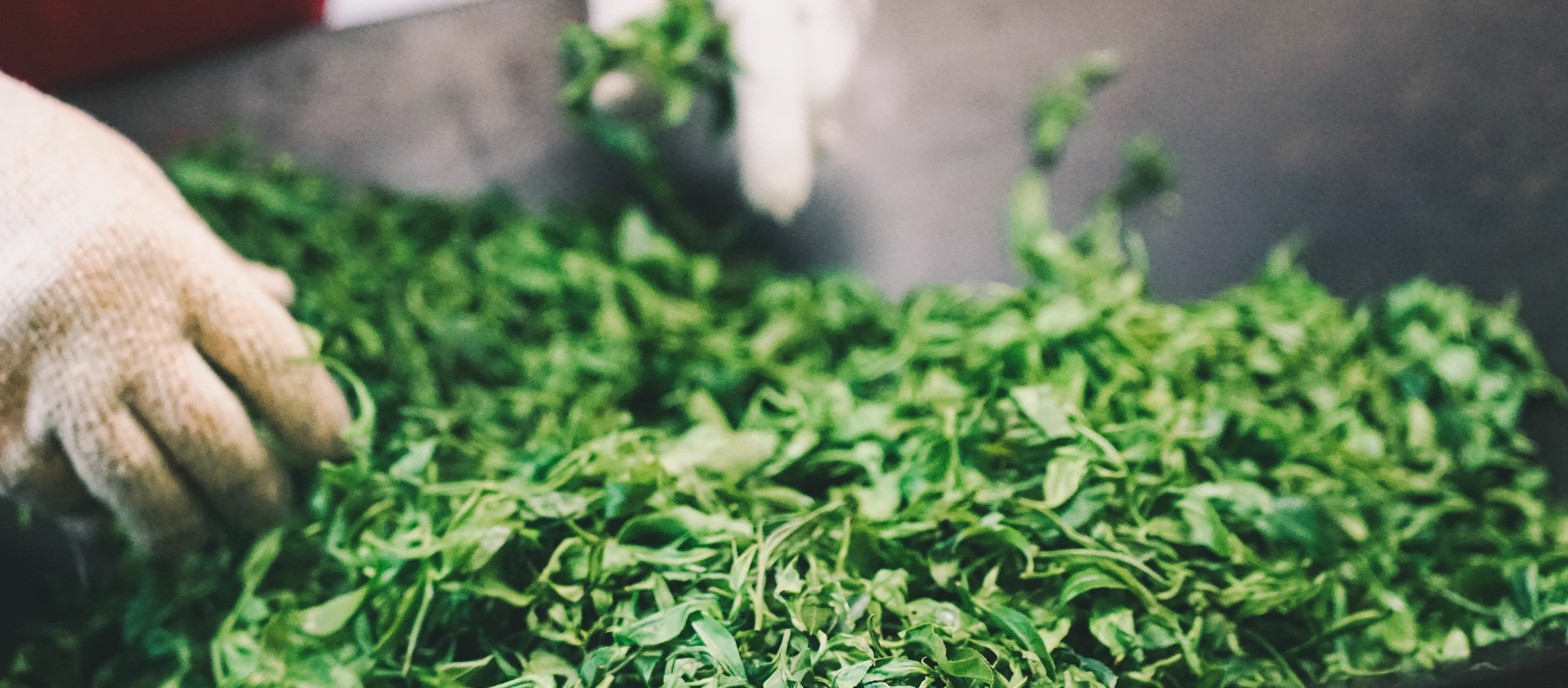 遊採茶尊重天然、順應天然