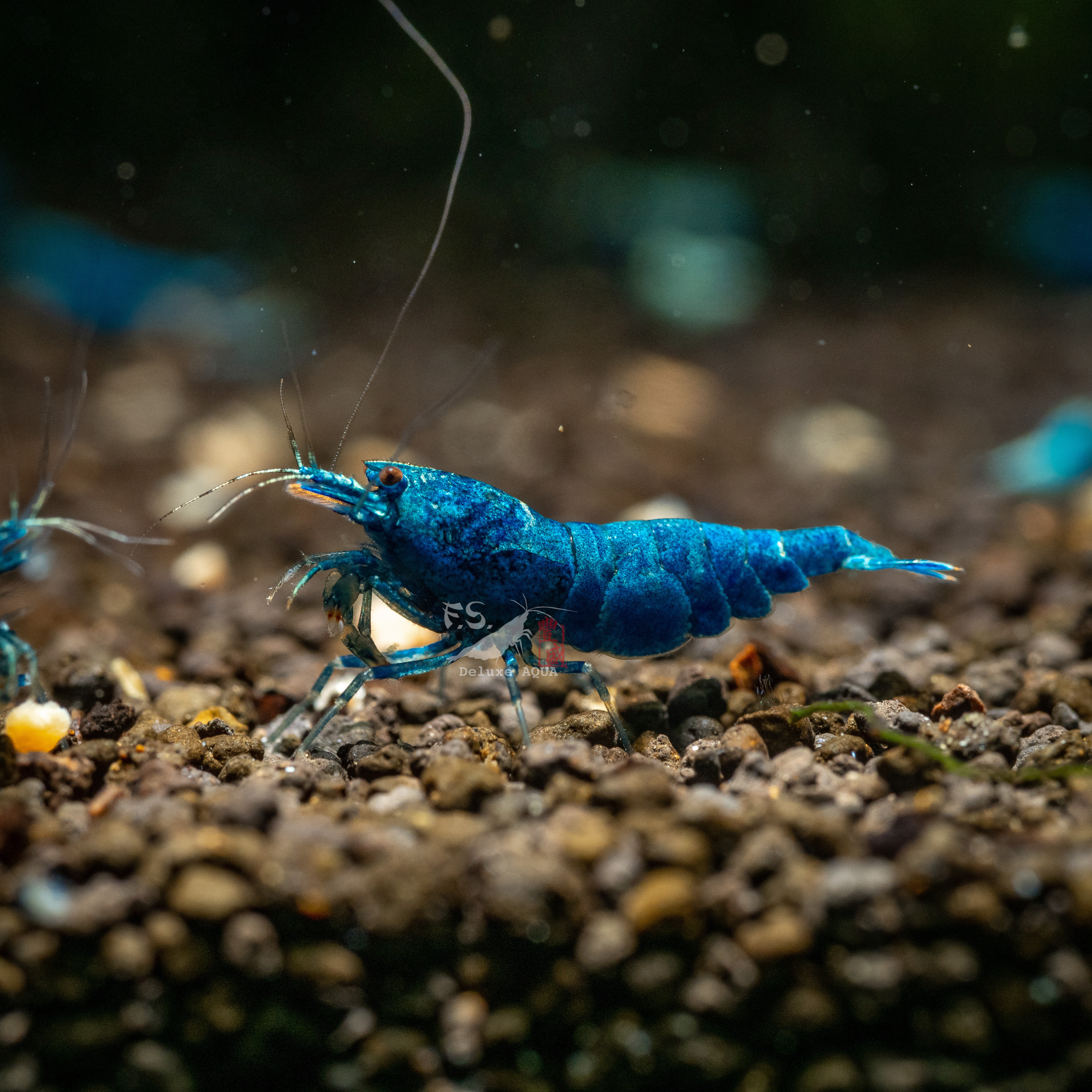 深藍金剛 仔蝦 1隻