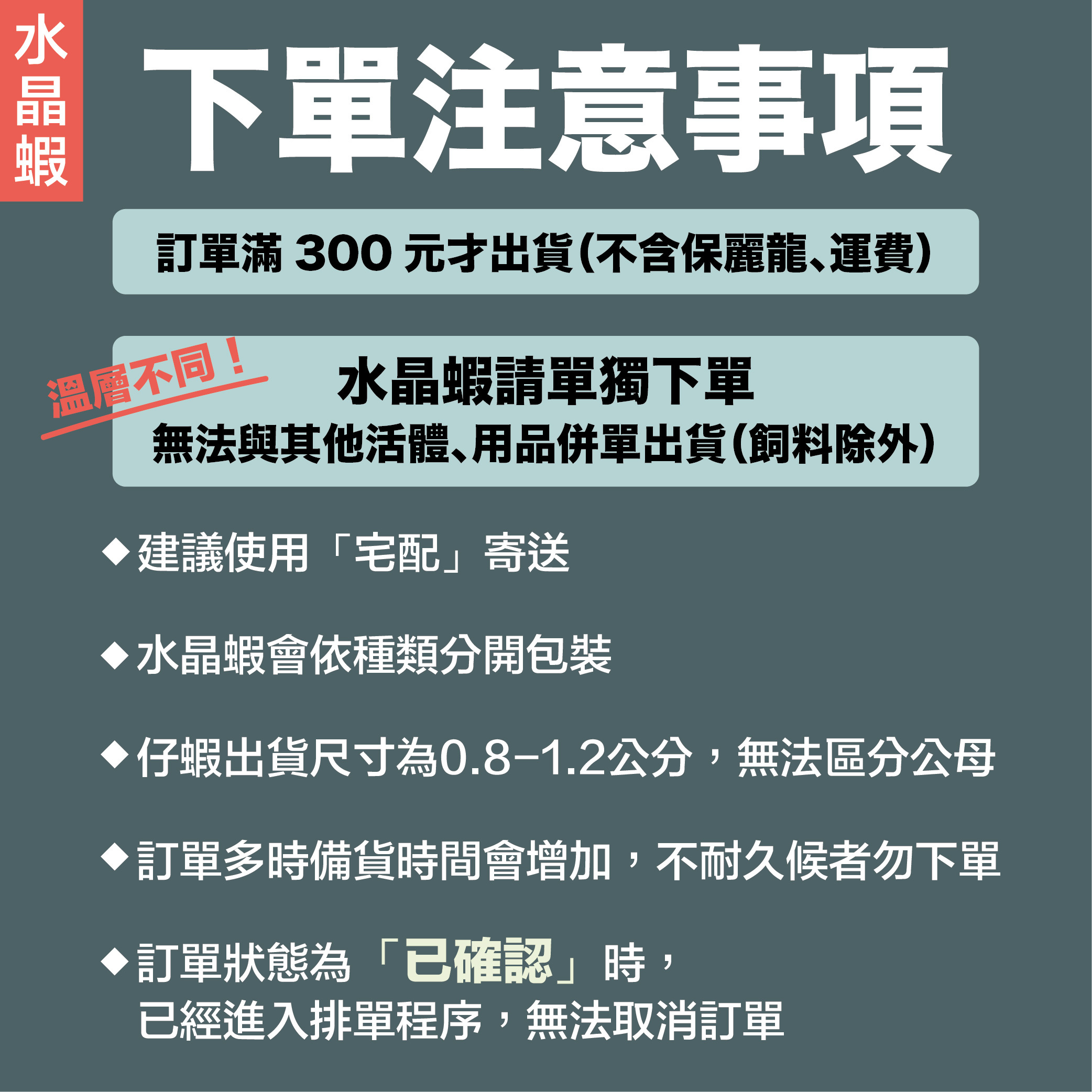 純係紅白 白軀表現 仔蝦/公蝦 1隻