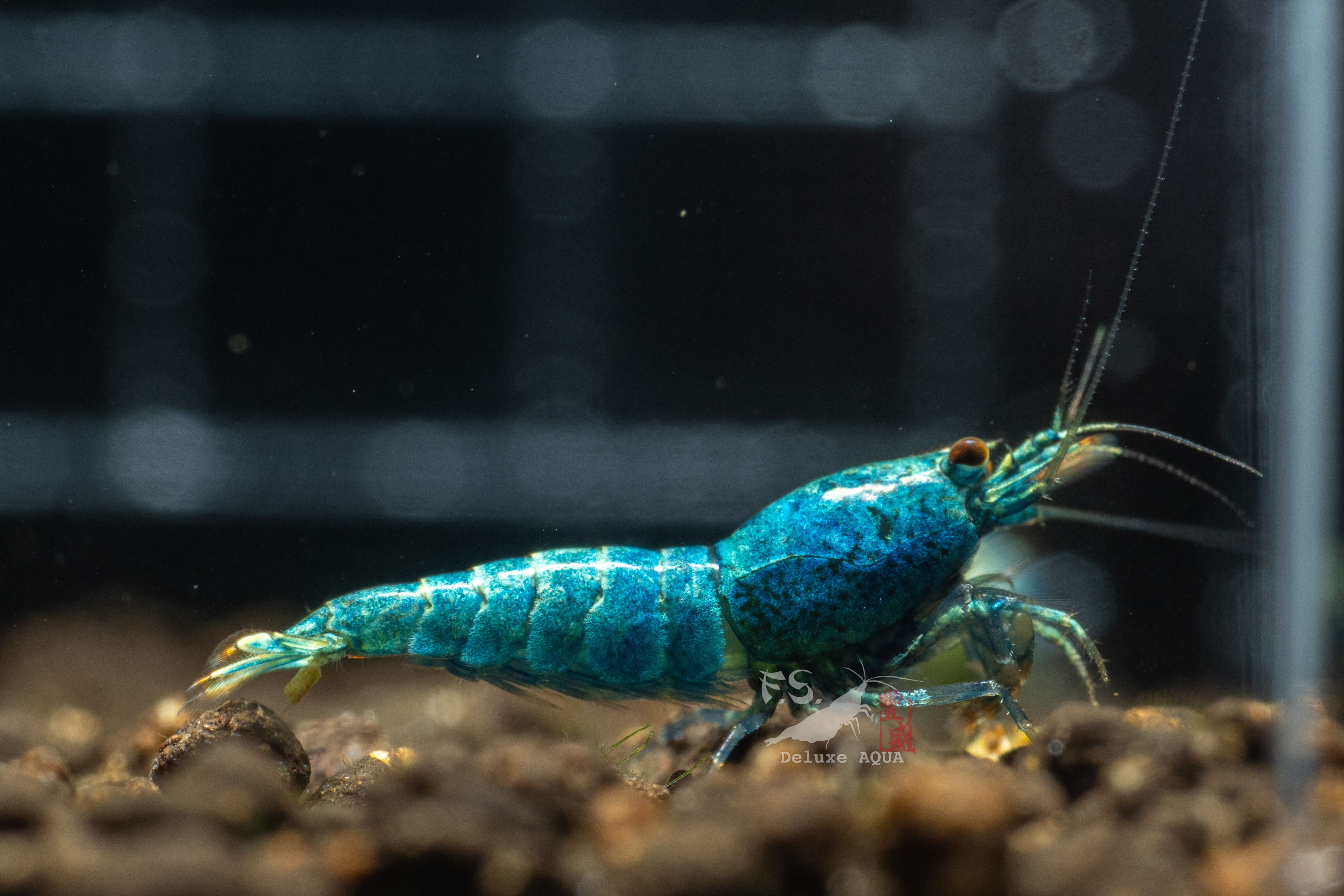 藍金剛 仔蝦 5隻