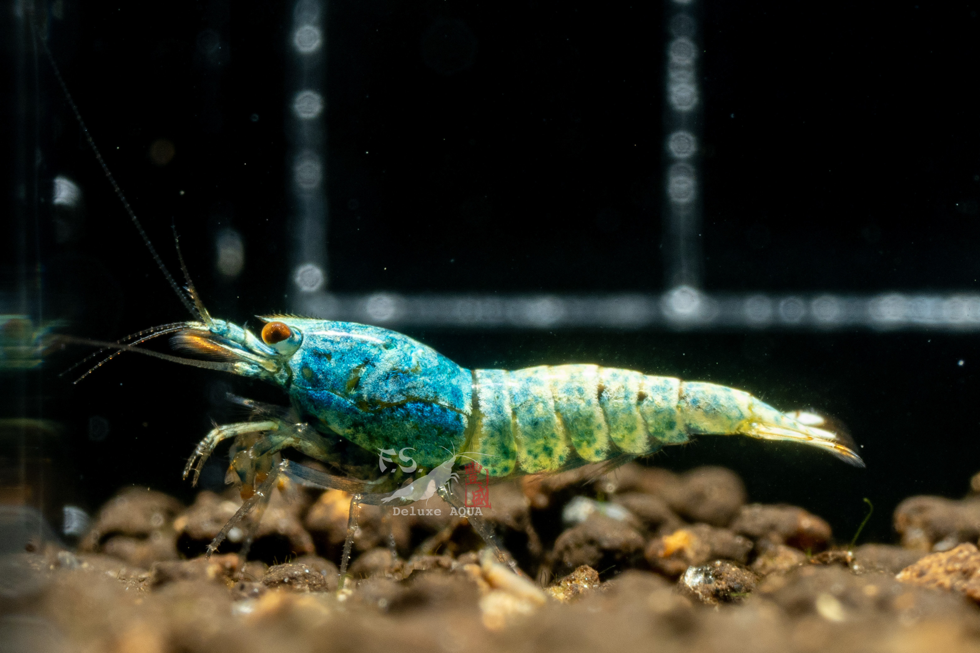 普通藍金剛 仔蝦 10隻