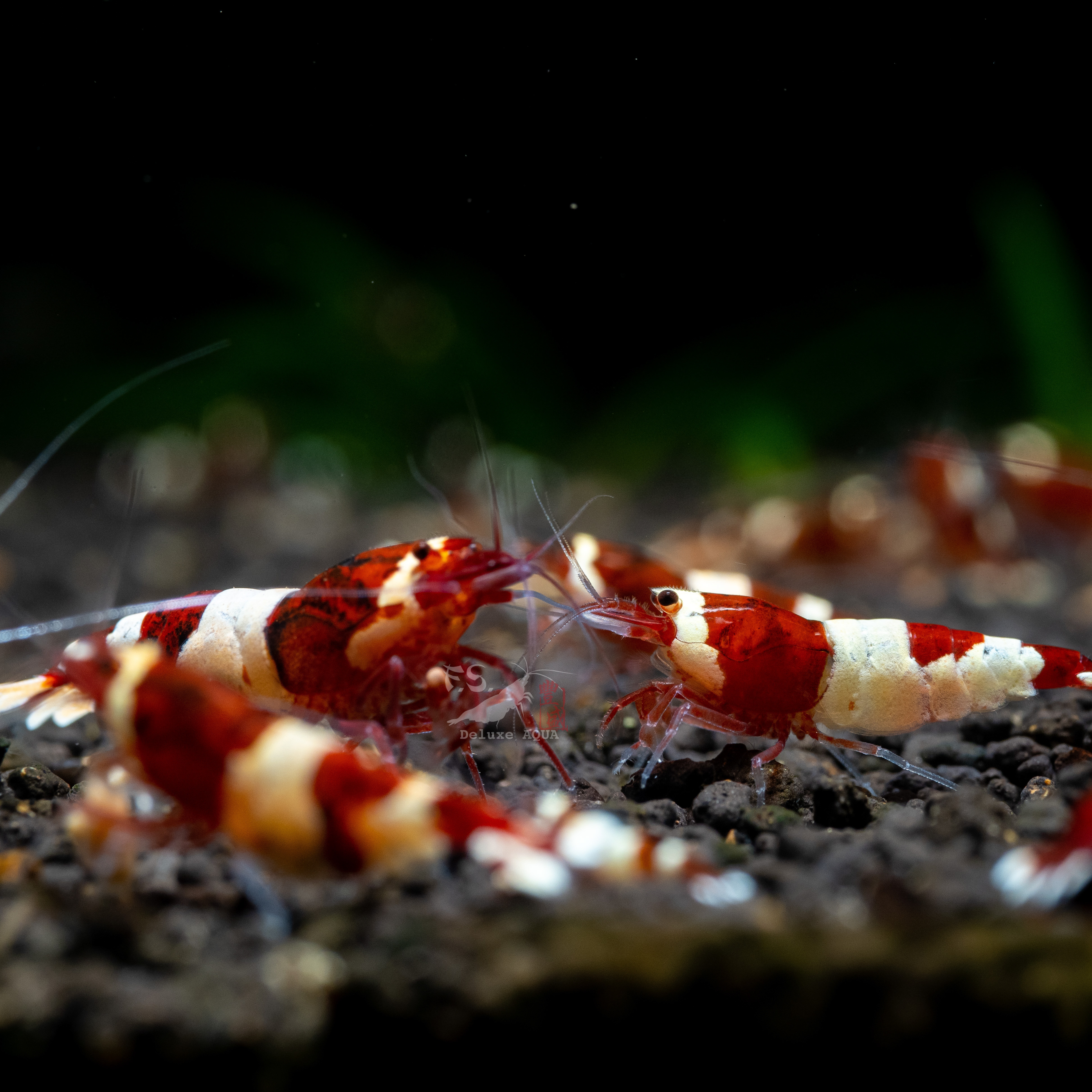 酒紅金剛/不分表現 仔蝦 5隻