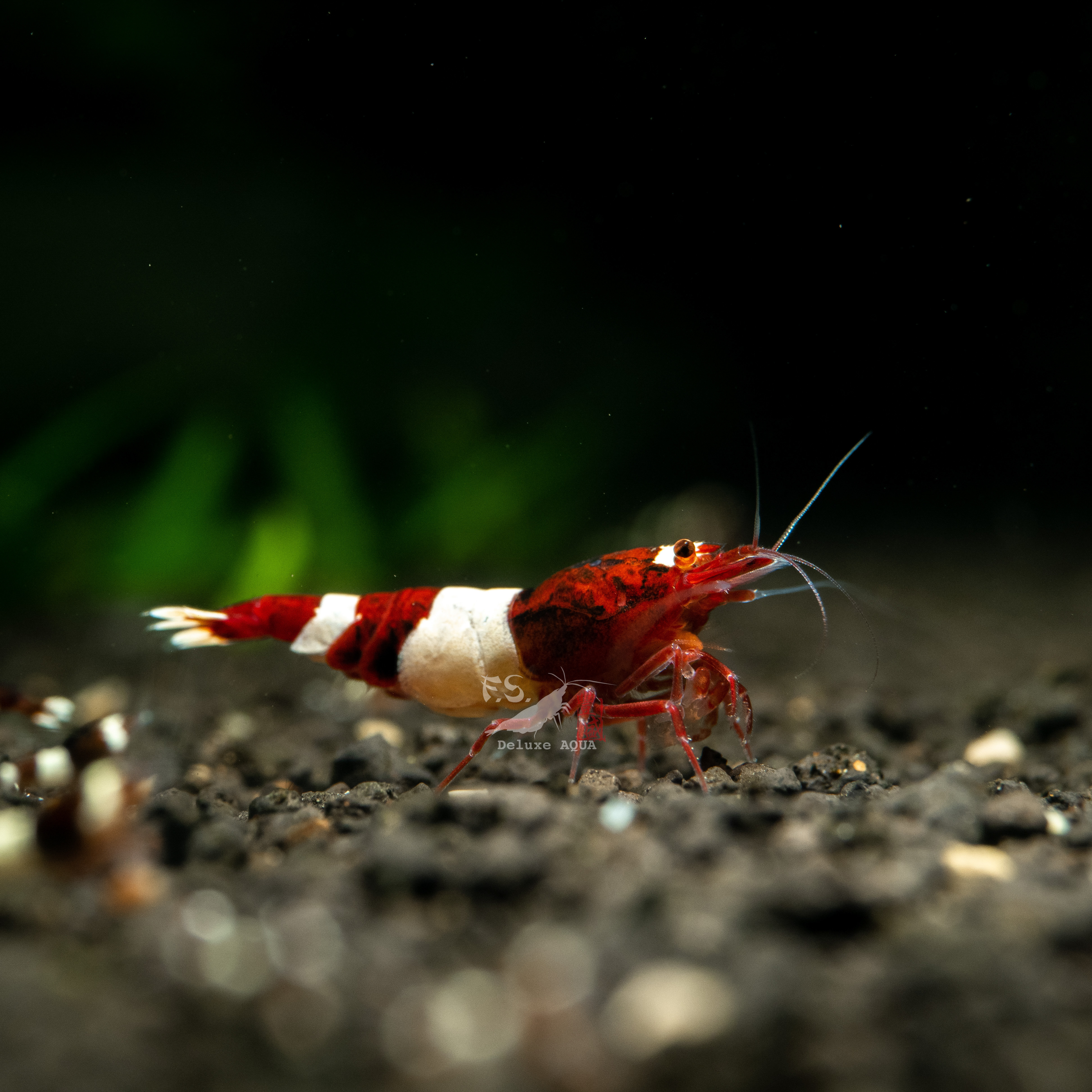 酒紅金剛/熊貓 仔蝦 5隻