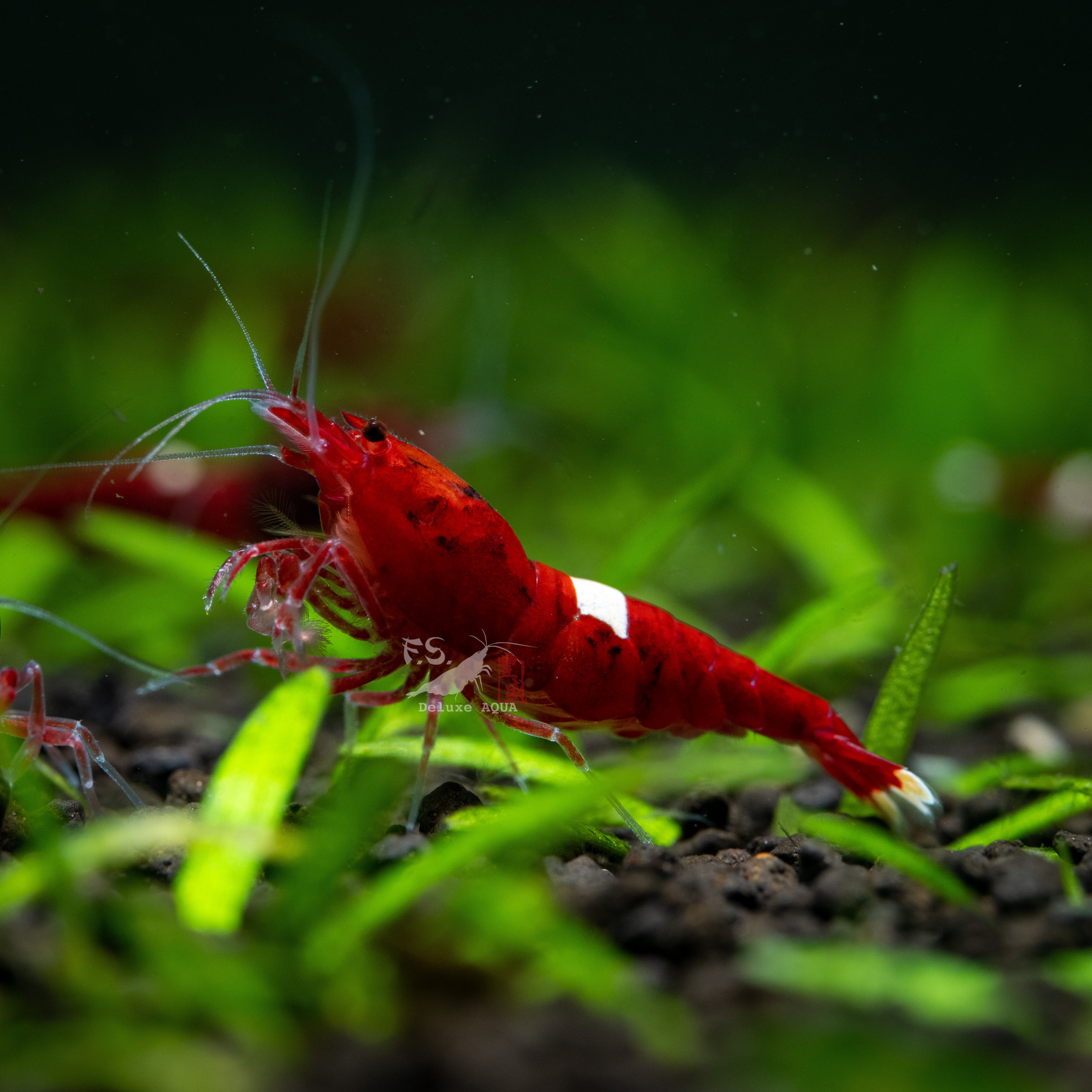 酒紅金剛/一索型 仔蝦 5隻