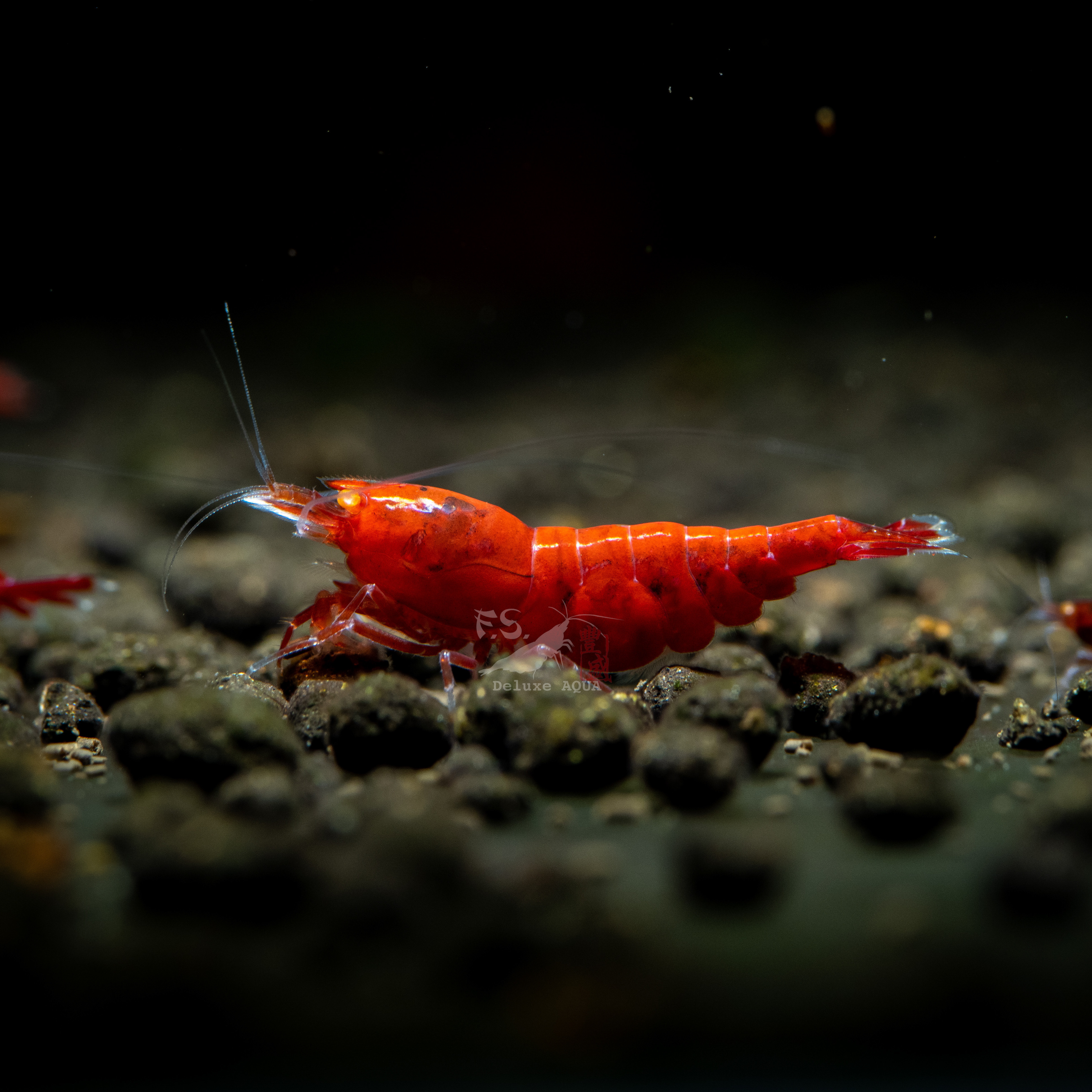 金眼血鑽 仔蝦 1隻