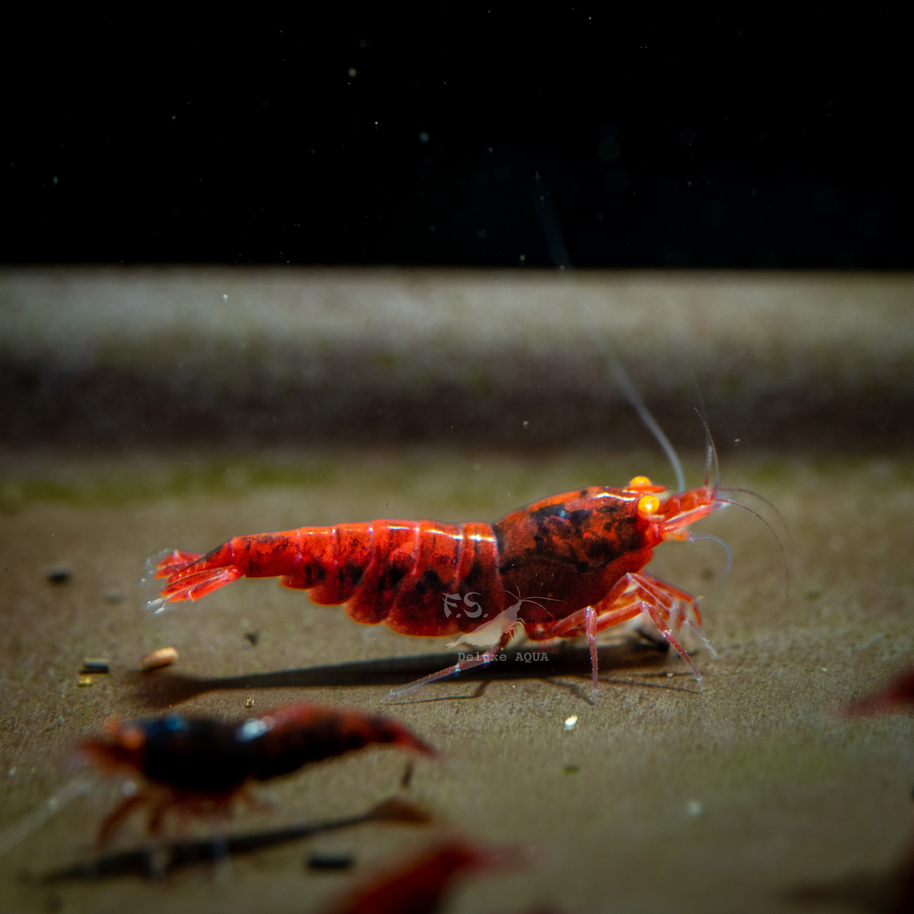 金眼血鑽黑豆紅 仔蝦 1隻