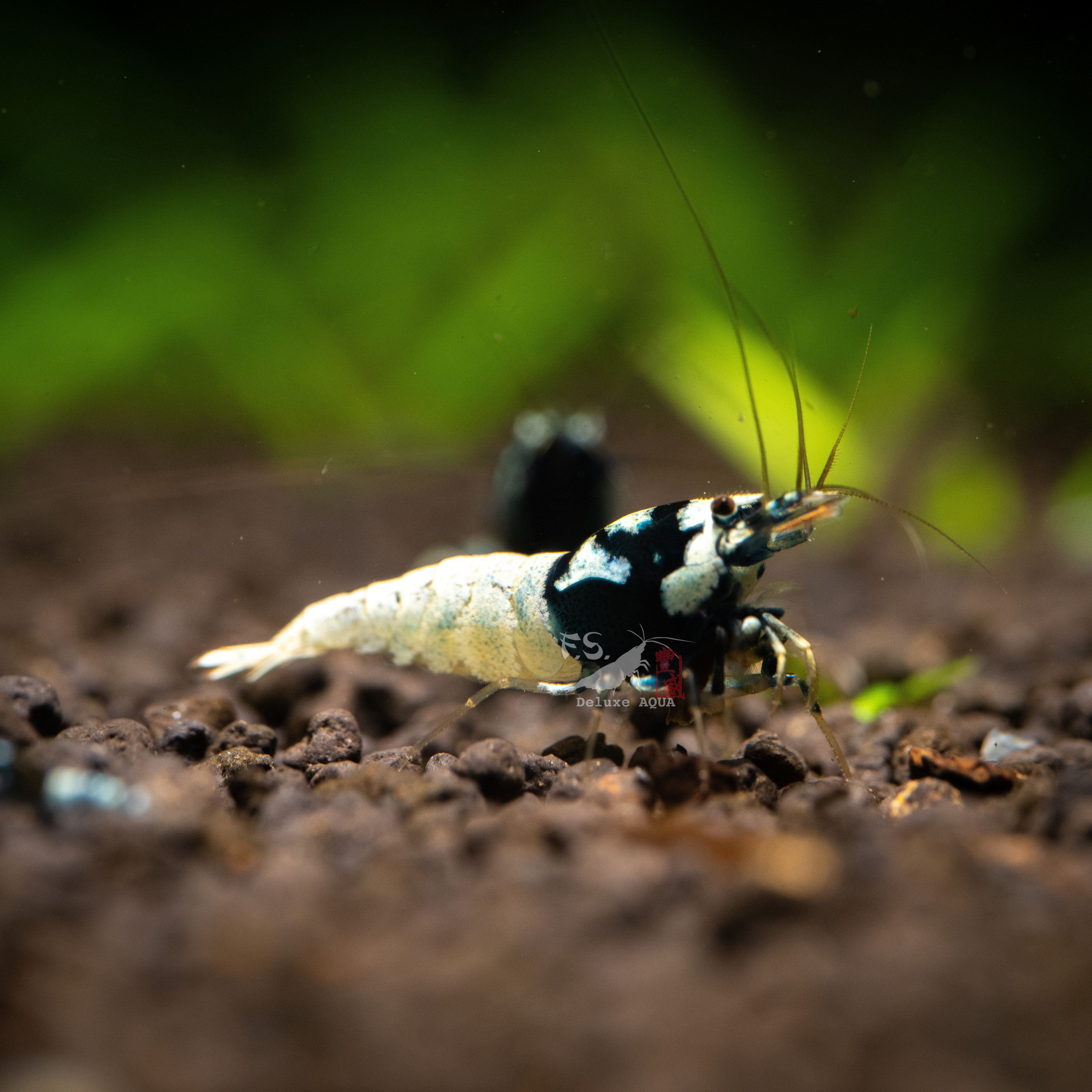 德系黑滿洞pinto 仔蝦 1隻