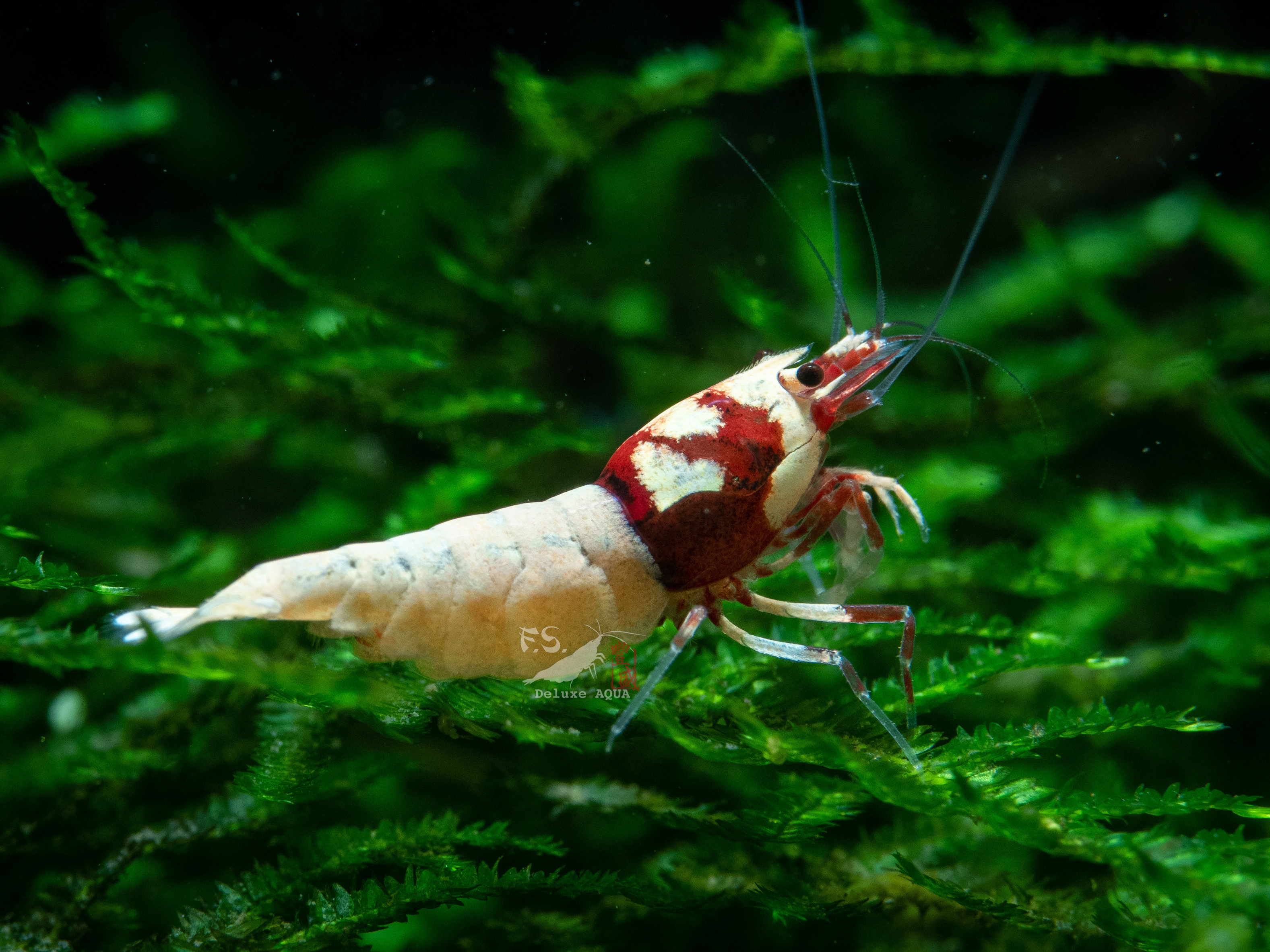 德系紅滿洞pinto 仔蝦 1隻