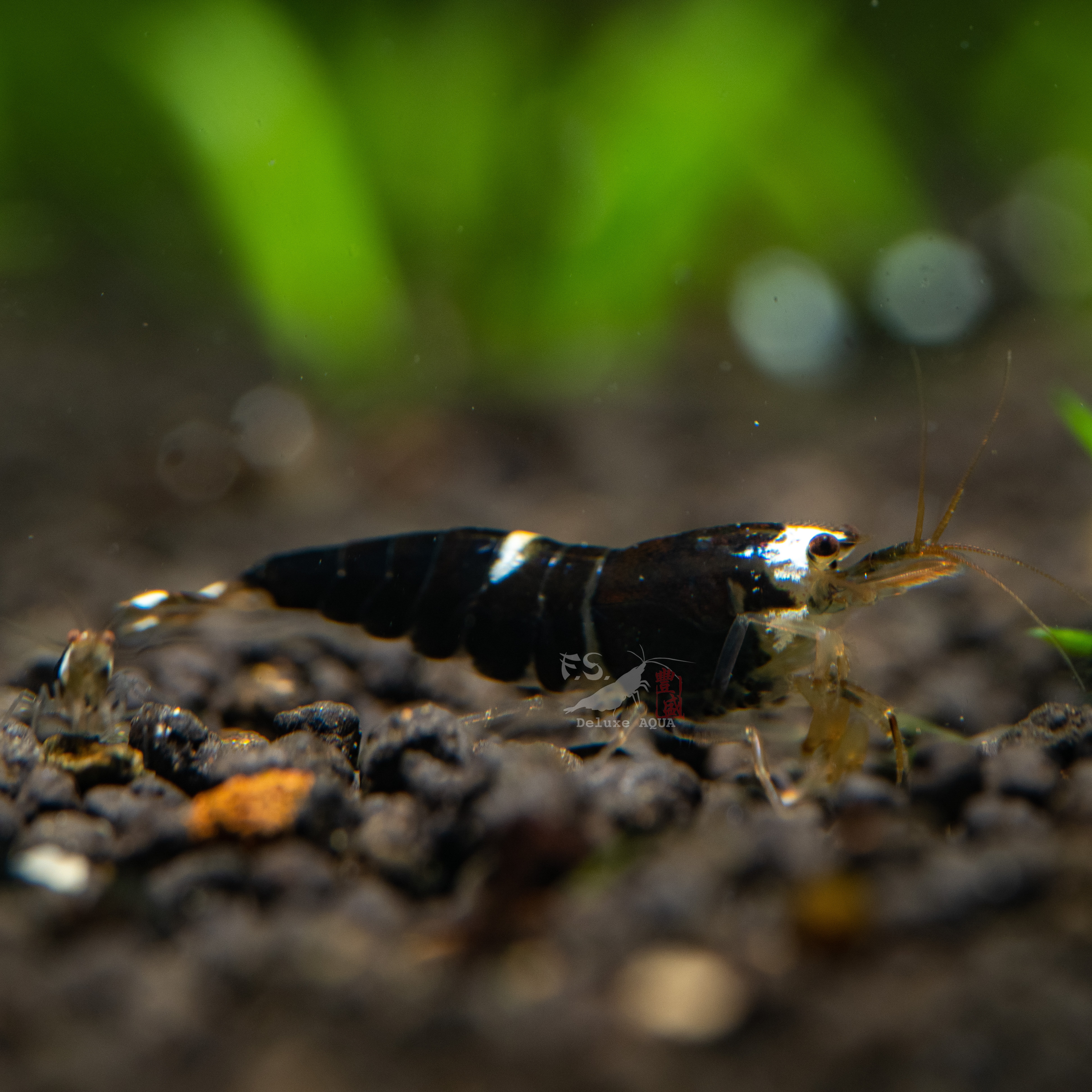 黑金剛/一索型 仔蝦 5隻