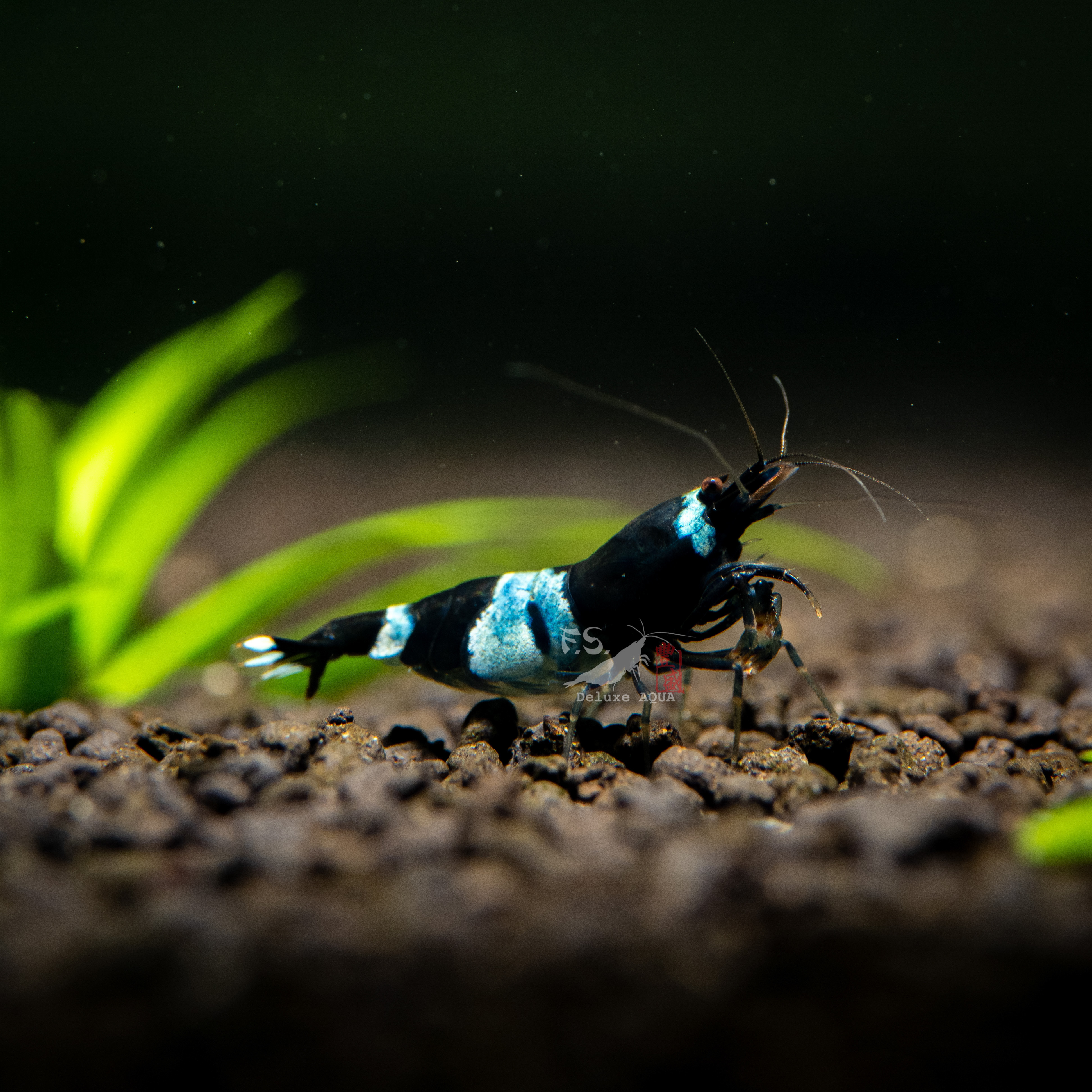 黑金剛/藍體熊貓 仔蝦 5隻