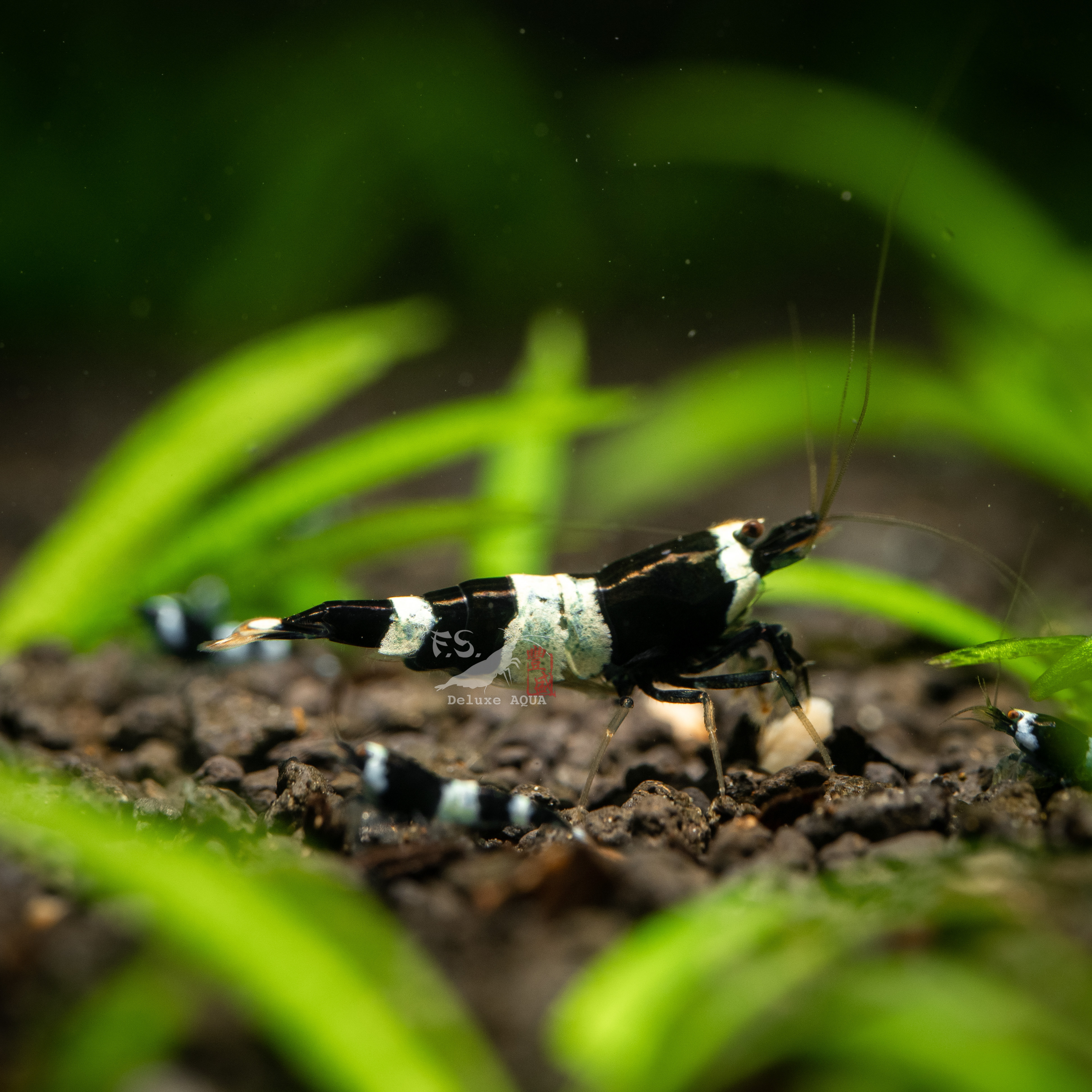 黑金剛/熊貓 仔蝦 5隻