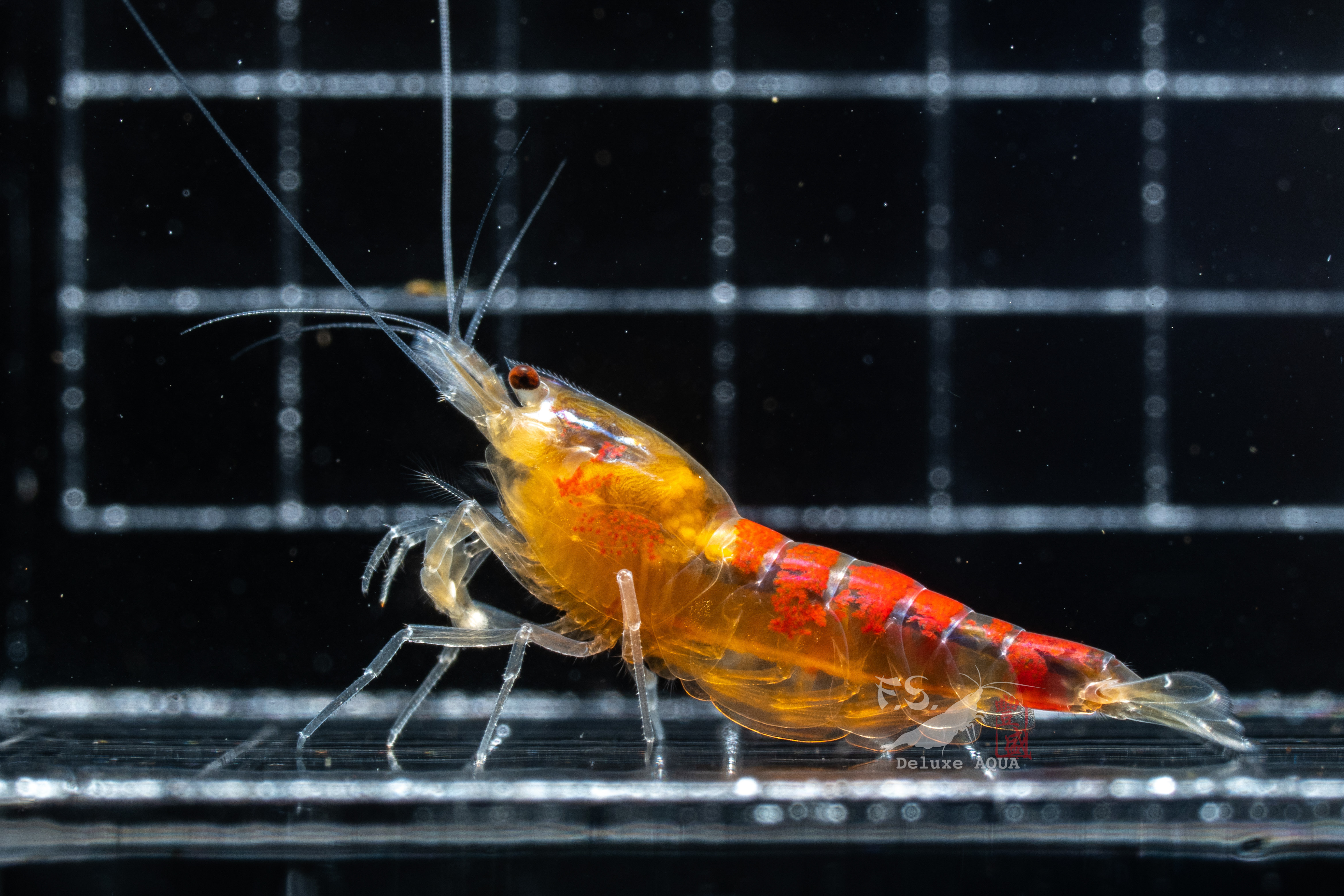 黃金龍 仔蝦 5隻