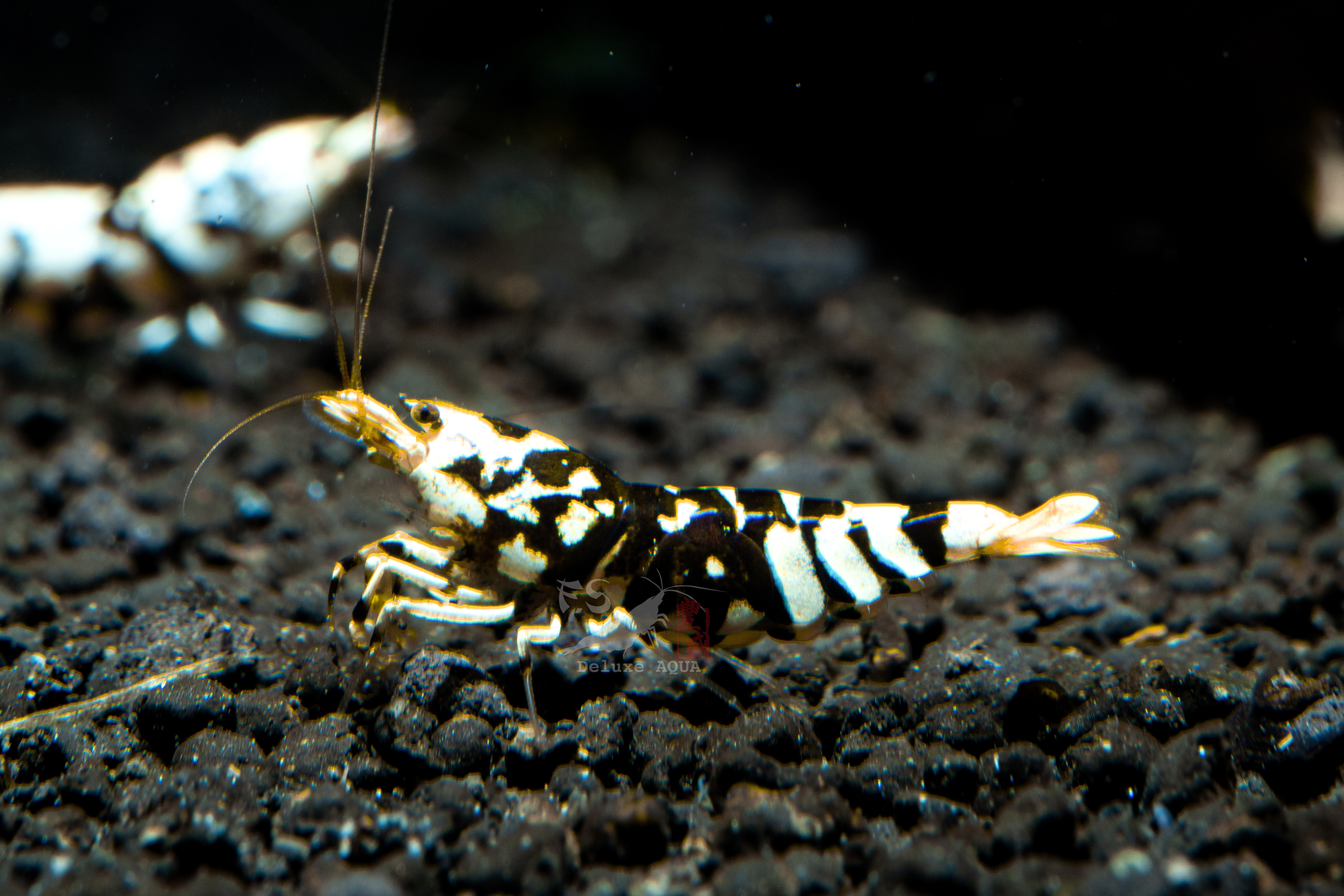 高階黑花虎 仔蝦 1隻