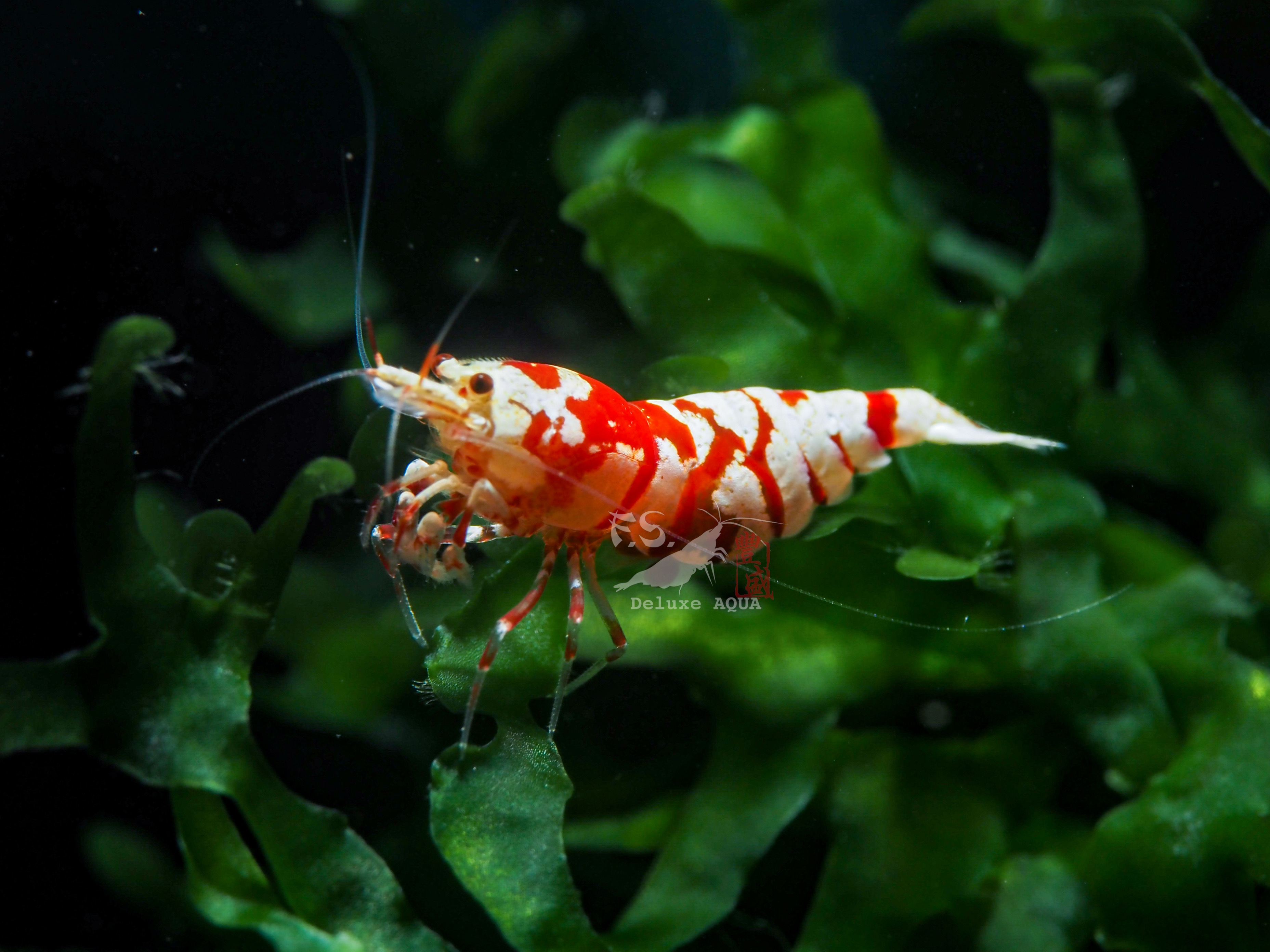 高階紅花虎 仔蝦 1隻