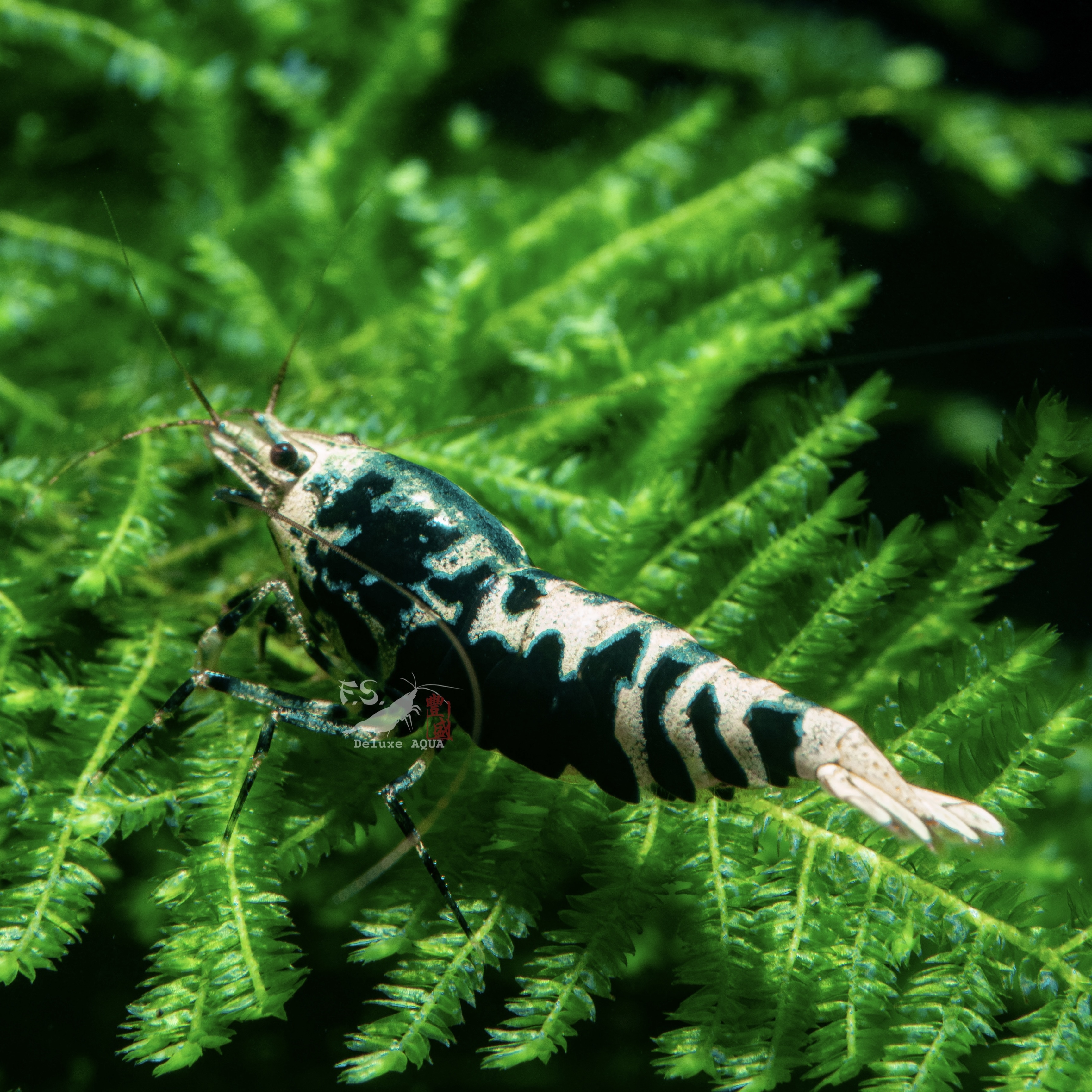 黑銀河虎pinto 仔蝦 5隻