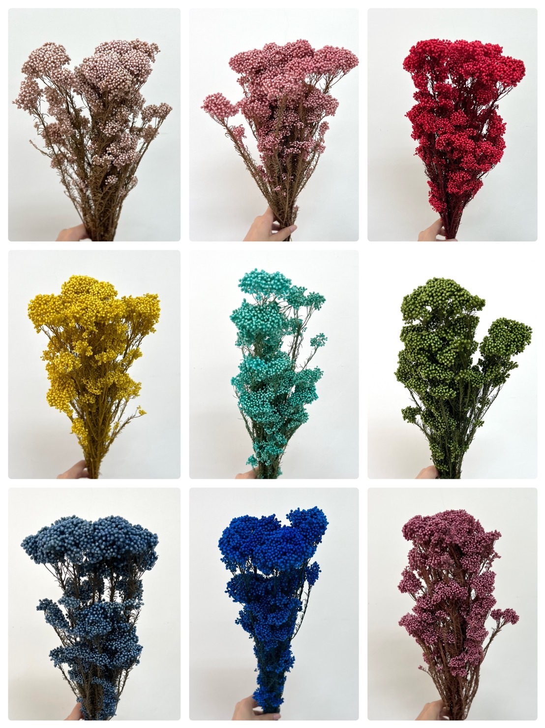 (特價)不凋米香花