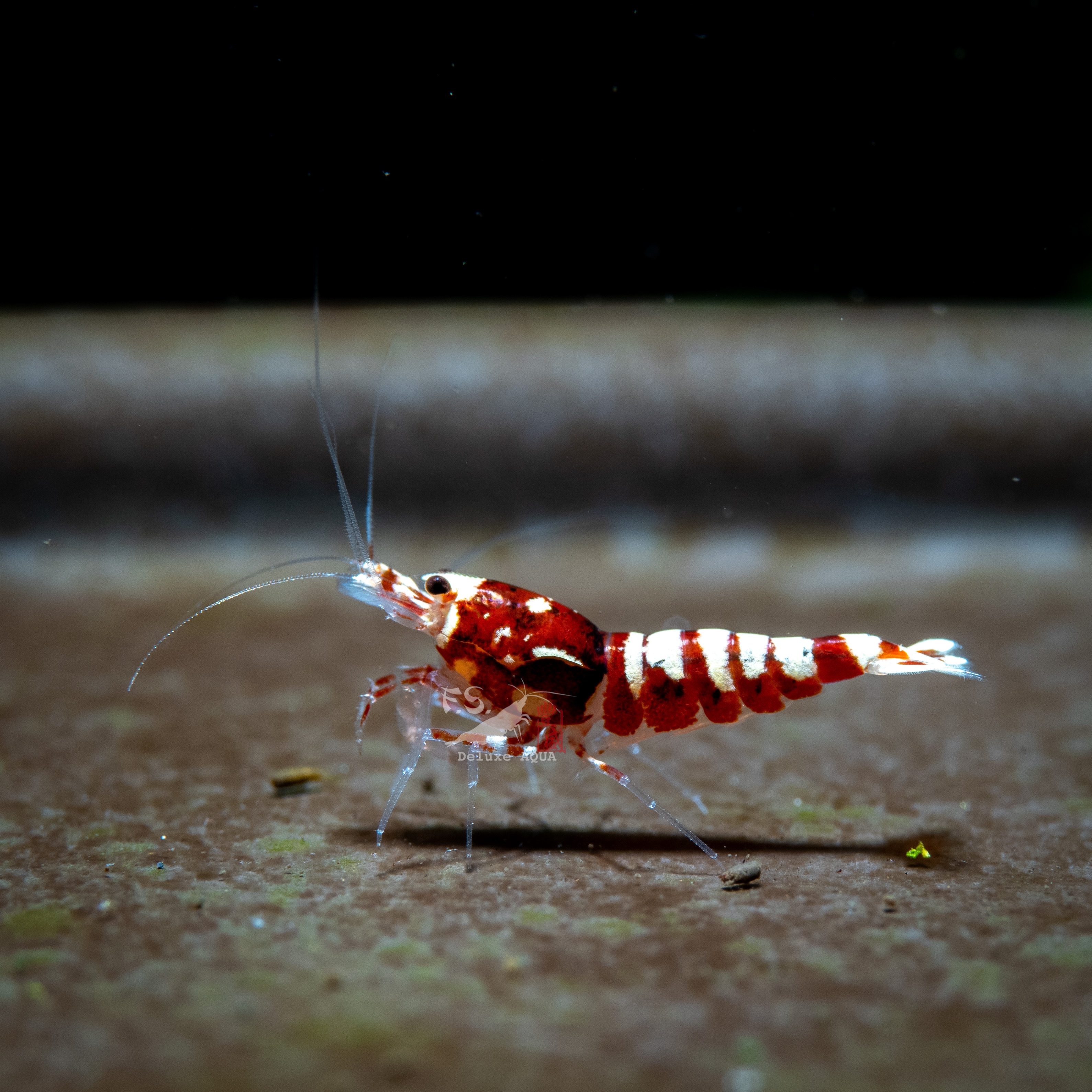 紅銀河斑馬 仔蝦 5隻