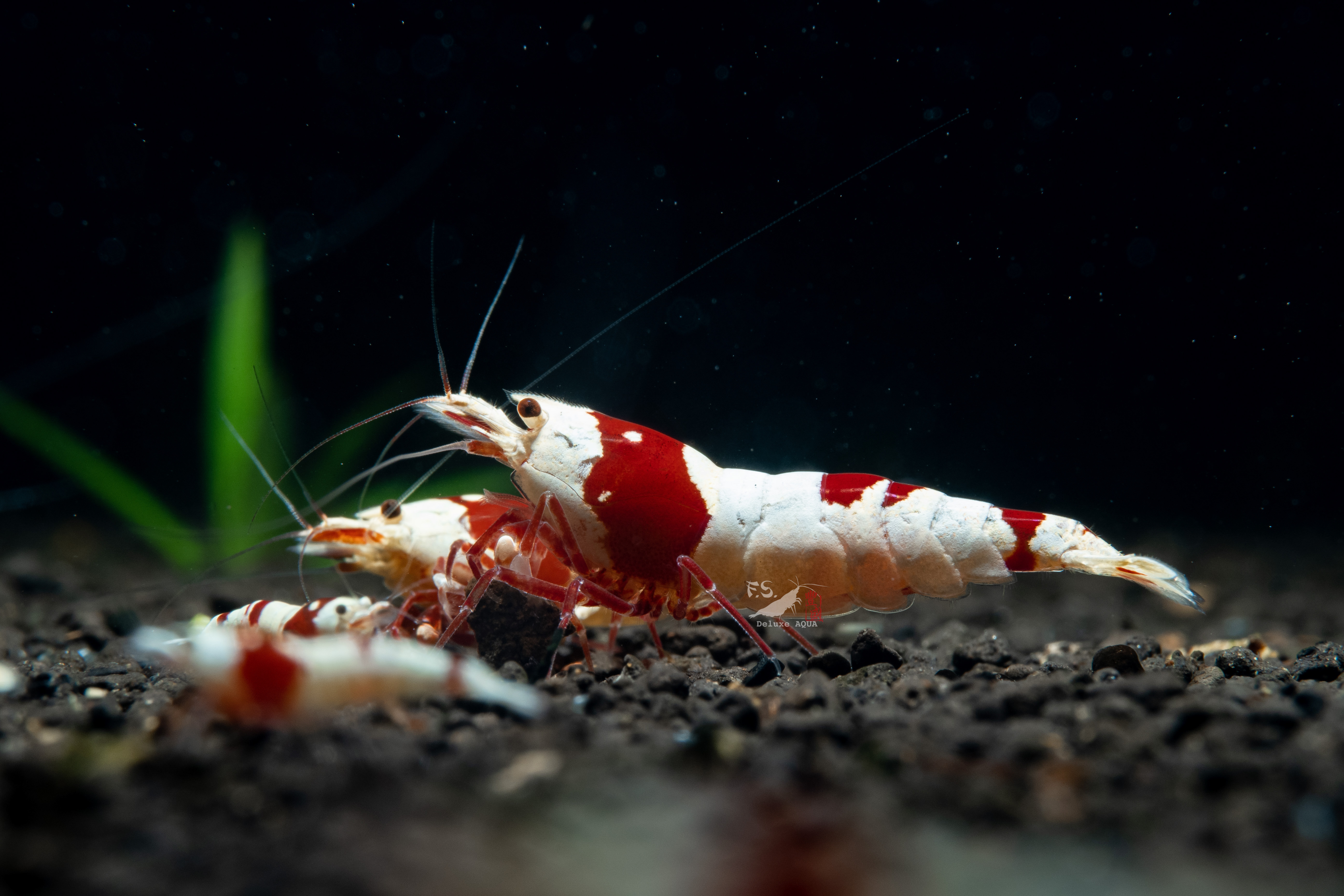 經典! 純係紅白 仔蝦 10隻