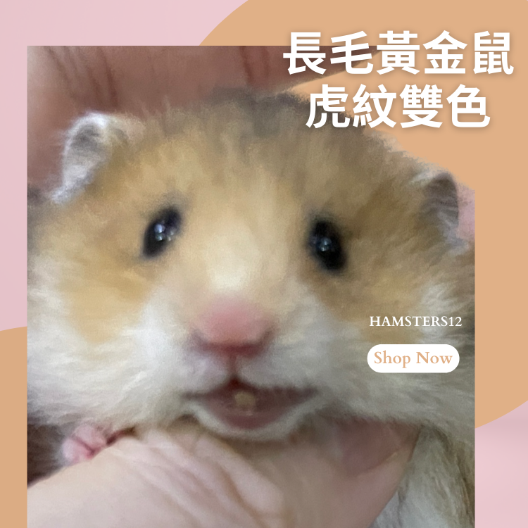 長毛黃金鼠 虎紋雙色 敘利亞倉鼠/黃金鼠/  Hamsters12鼠1鼠2