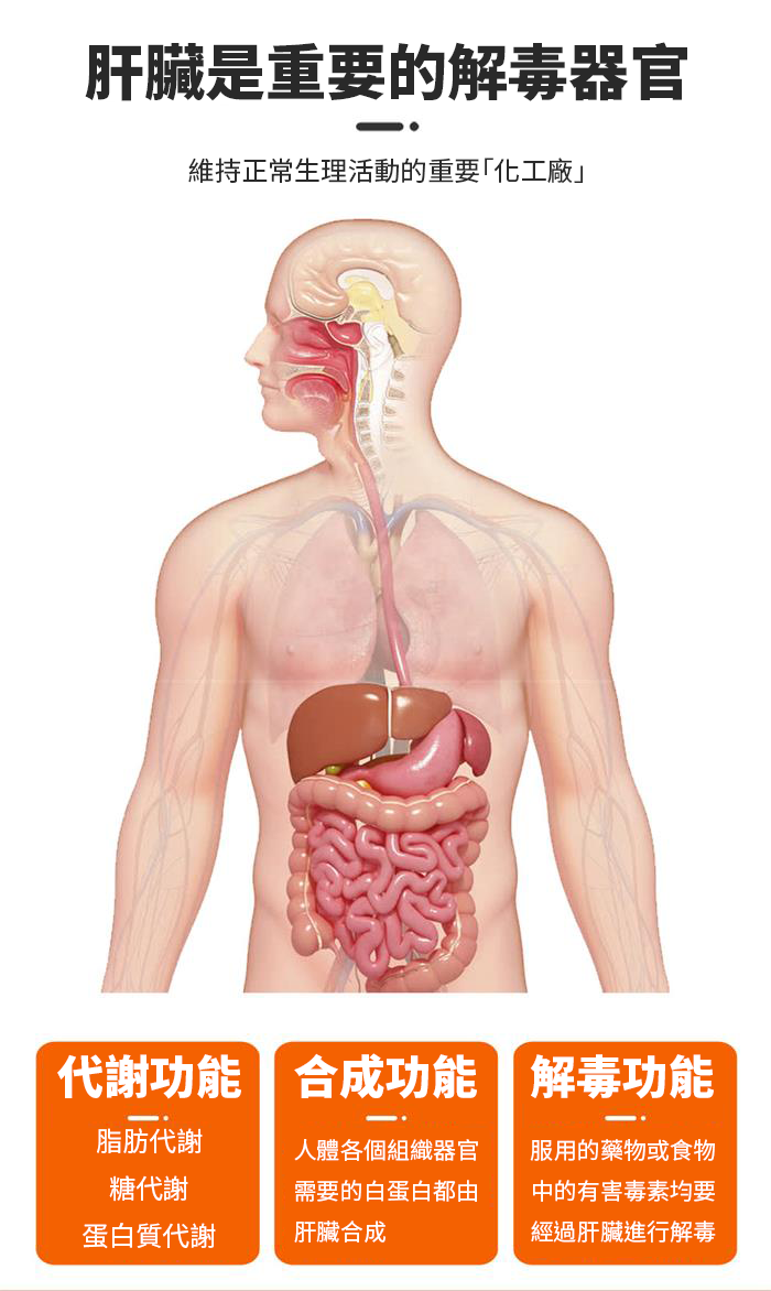 【 Spruce Nutrition 】新一代 小分子 PPC 結節通 四重配方｜PHOSFORT Contains PPC｜30 粒裝（美國原裝行貨）