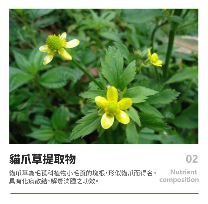 【 Spruce Nutrition 】新一代 小分子 PPC 結節通 四重配方｜PHOSFORT Contains PPC｜30 粒裝（美國原裝行貨）