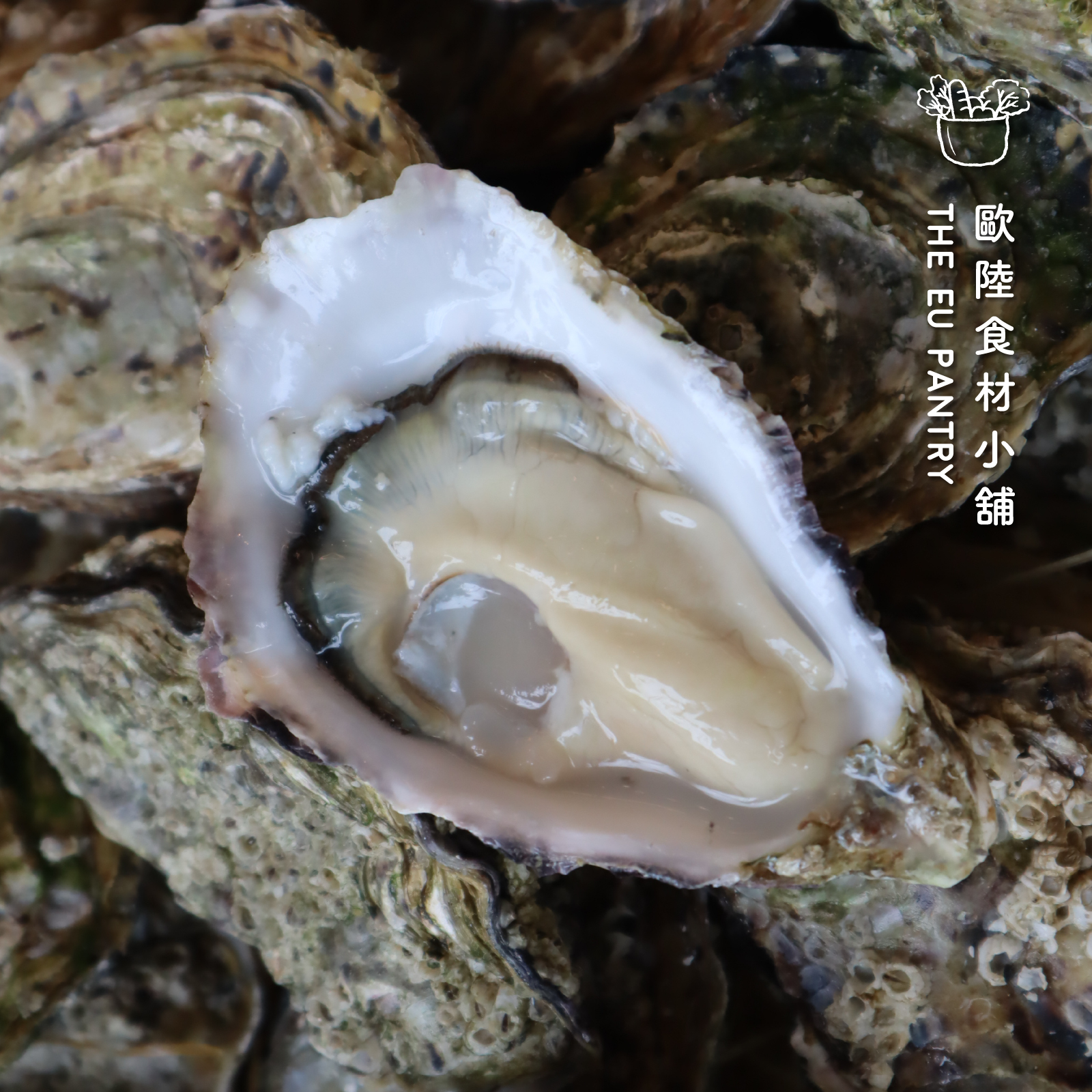 法國2號希若生蠔 Synonyme Oyster N.2
