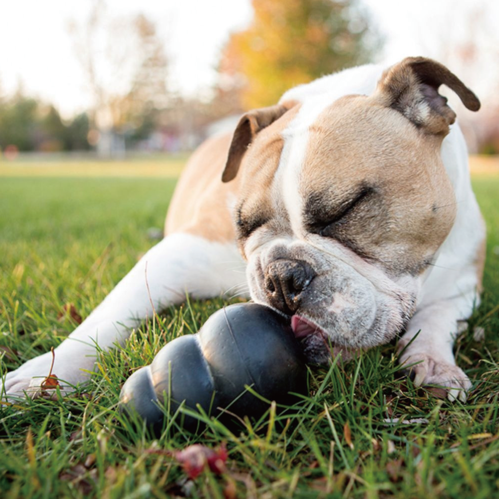 KONG | 葫蘆玩具-黑色耐咬