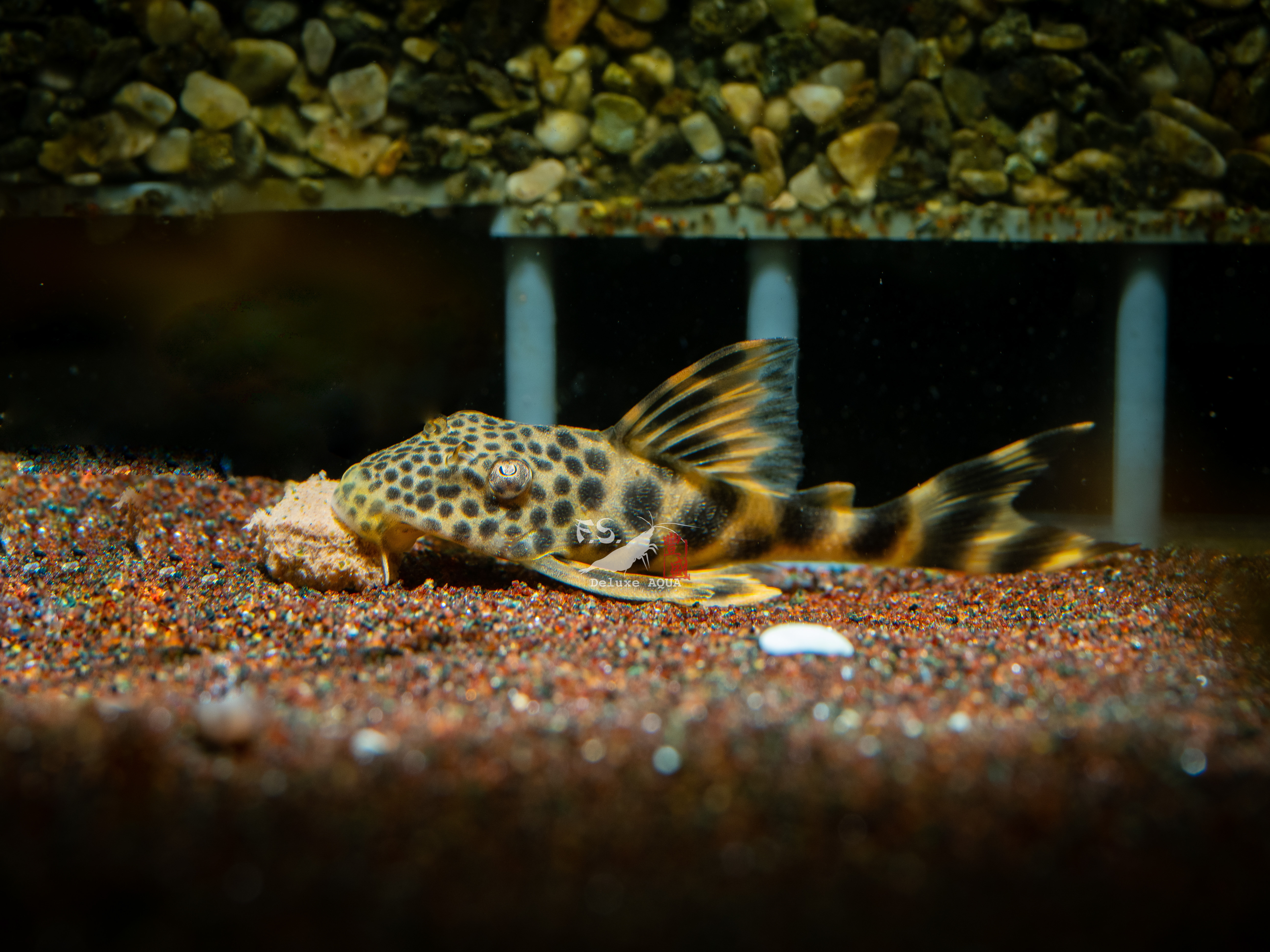 小珍奶!黃金美洲豹異型