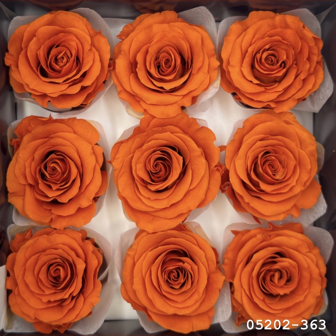 日本不凋大輪玫瑰(M-9朵) 05202-363