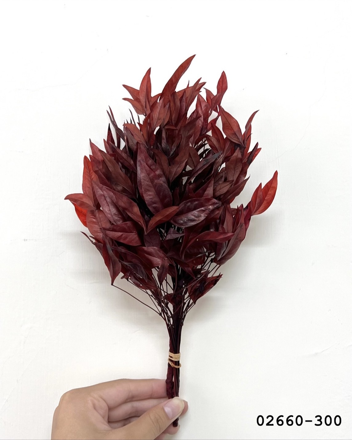 日本不凋南天紅 02660-300