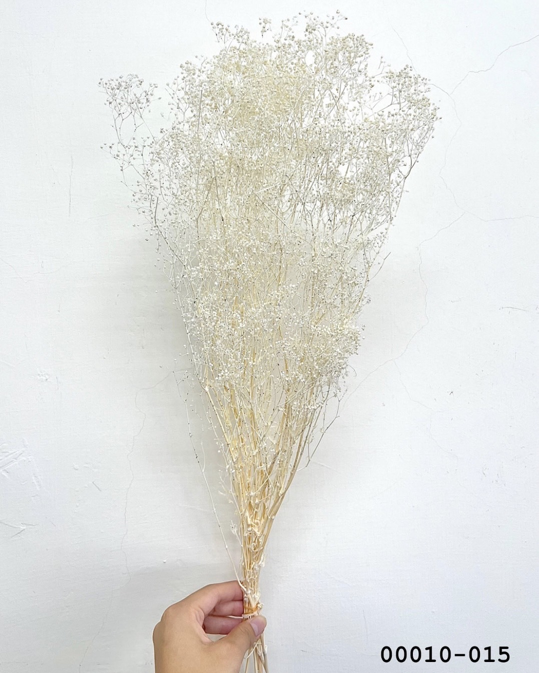 日本不凋迷你滿天星 00010-015