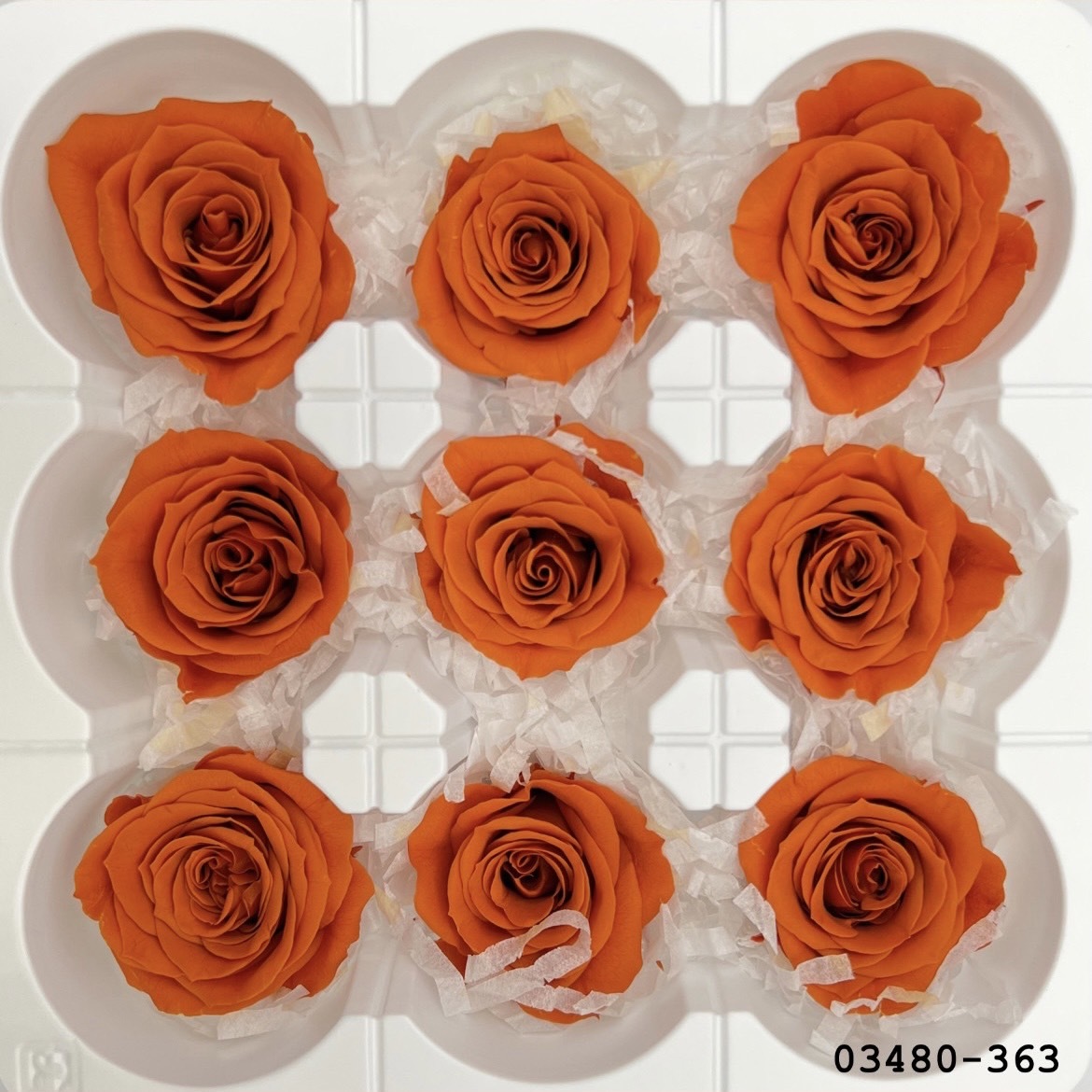 日本不凋中輪玫瑰(9朵) 03480-363