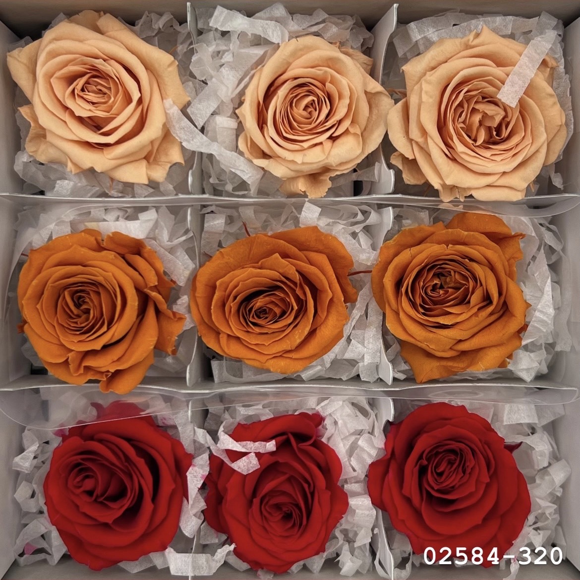 不凋小輪玫瑰(9朵) 02584-320