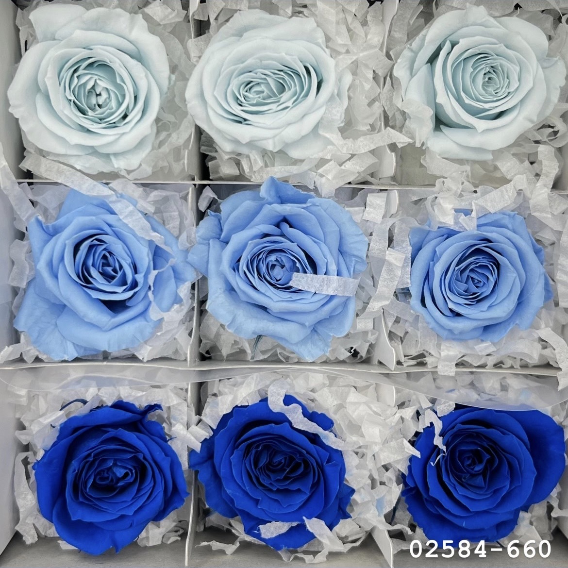 不凋小輪玫瑰(9朵) 02584-660