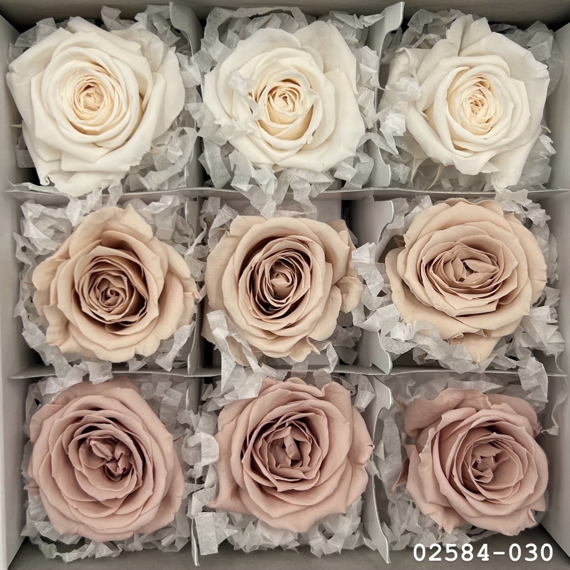 不凋小輪玫瑰(9朵) 02584-030