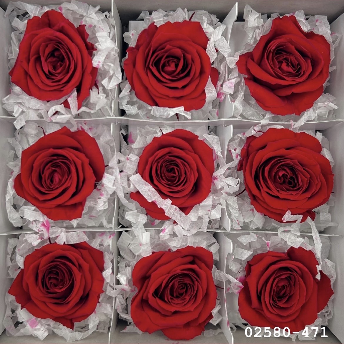 不凋小輪玫瑰(9朵) 02580-471