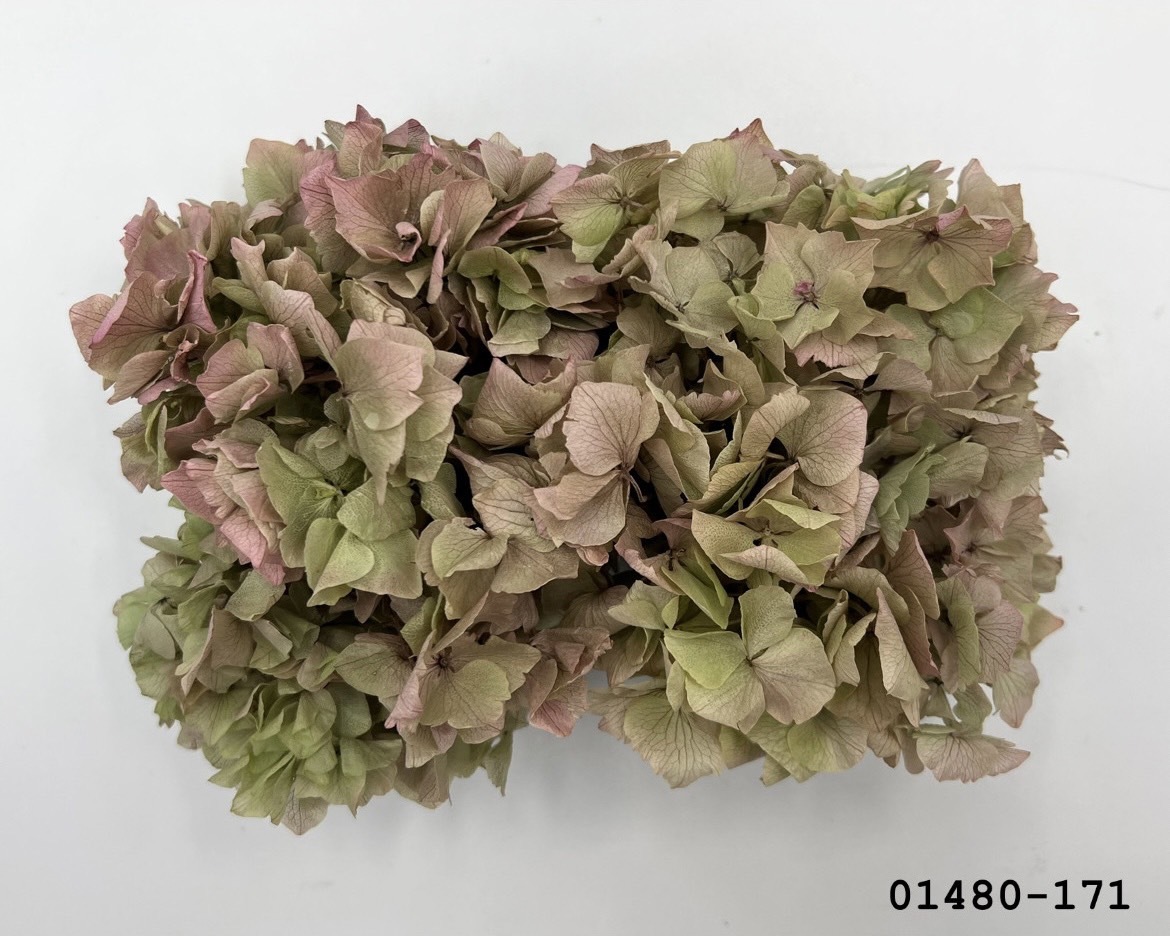 不凋大葉繡球 01480-171