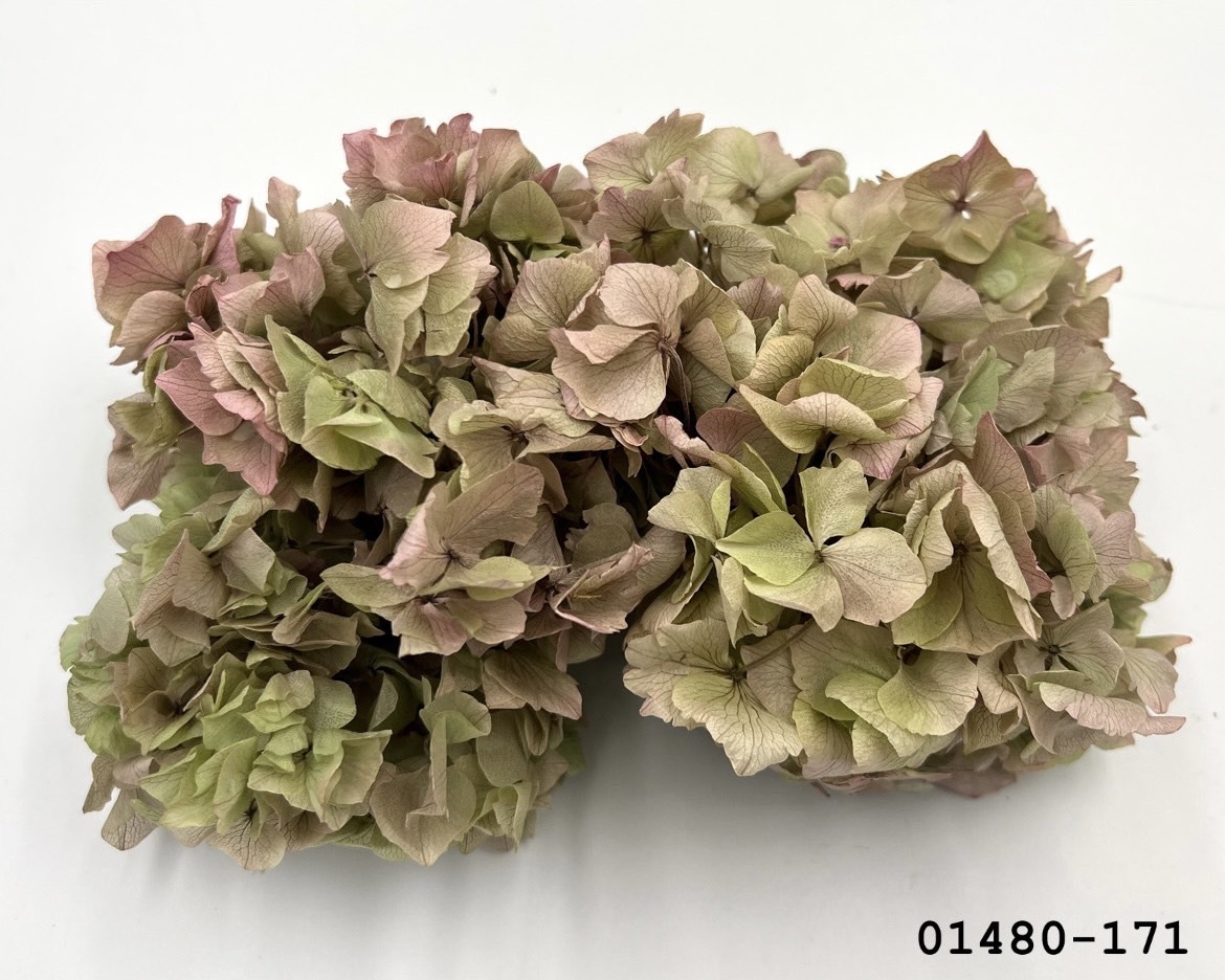 不凋大葉繡球 01480-171