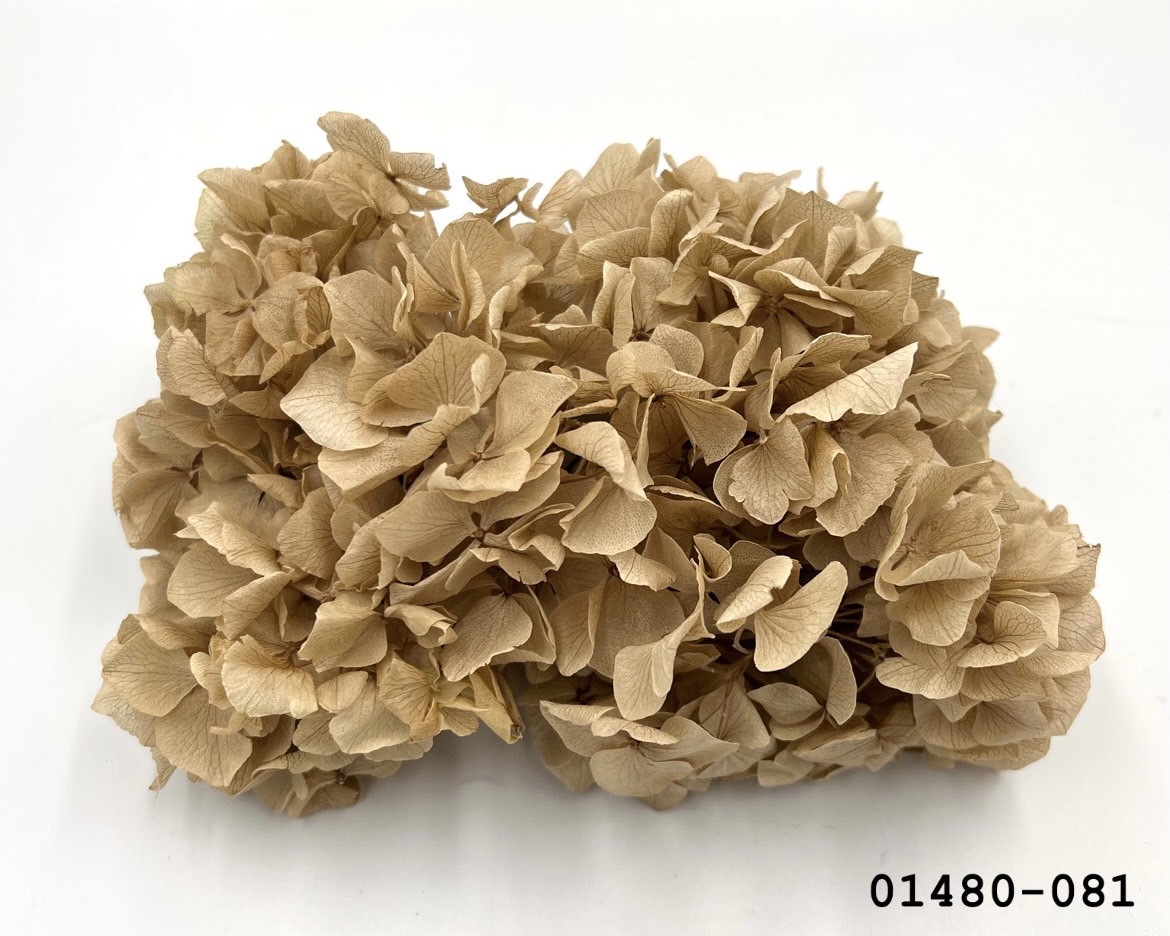 不凋大葉繡球 01480-081