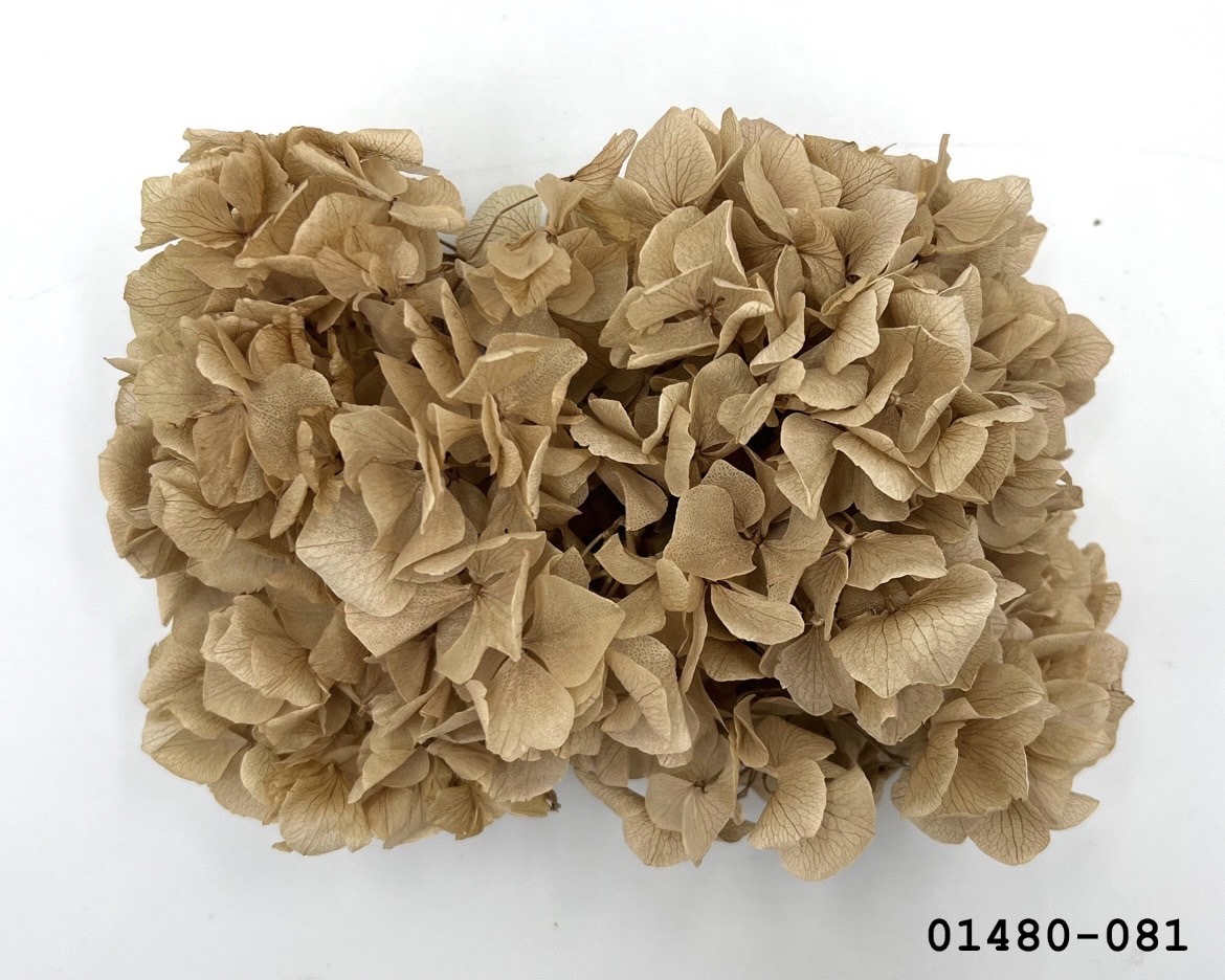 不凋大葉繡球 01480-081