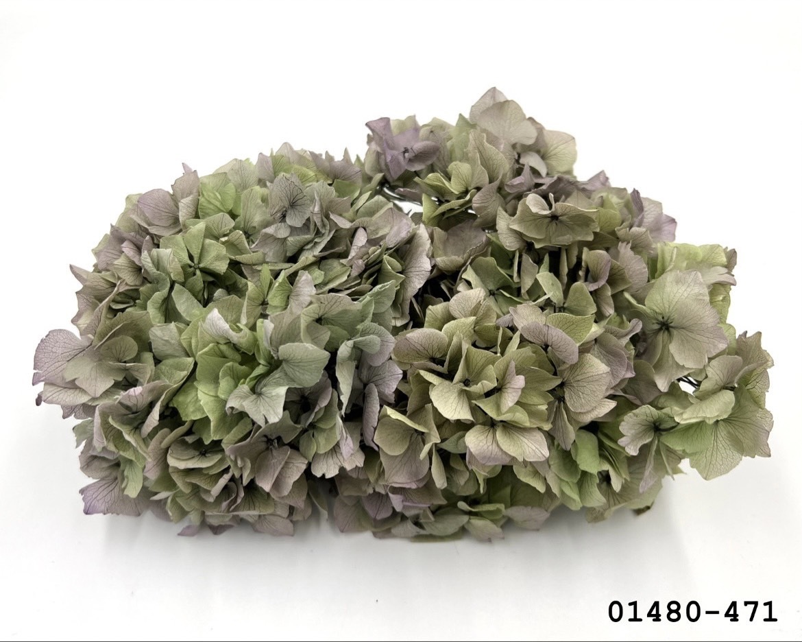 不凋大葉繡球 01480-471