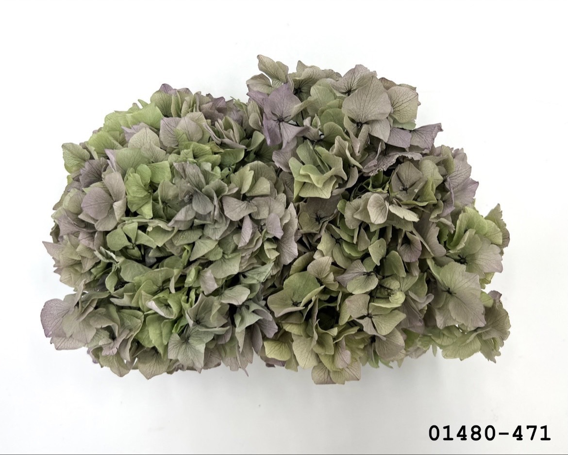 不凋大葉繡球 01480-471