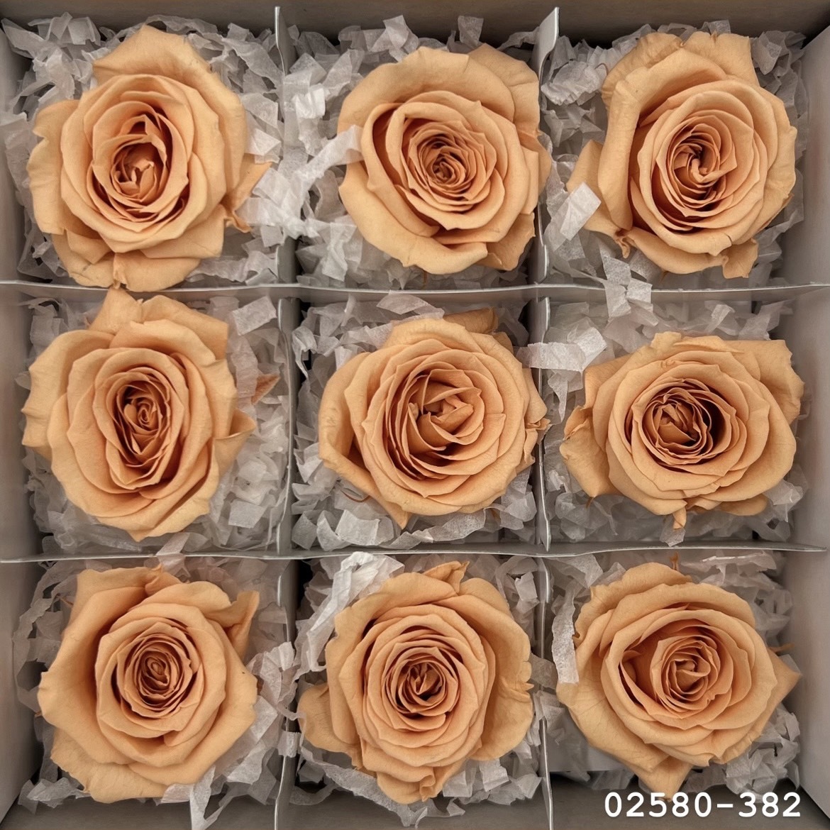 不凋小輪玫瑰(9朵) 02580-382