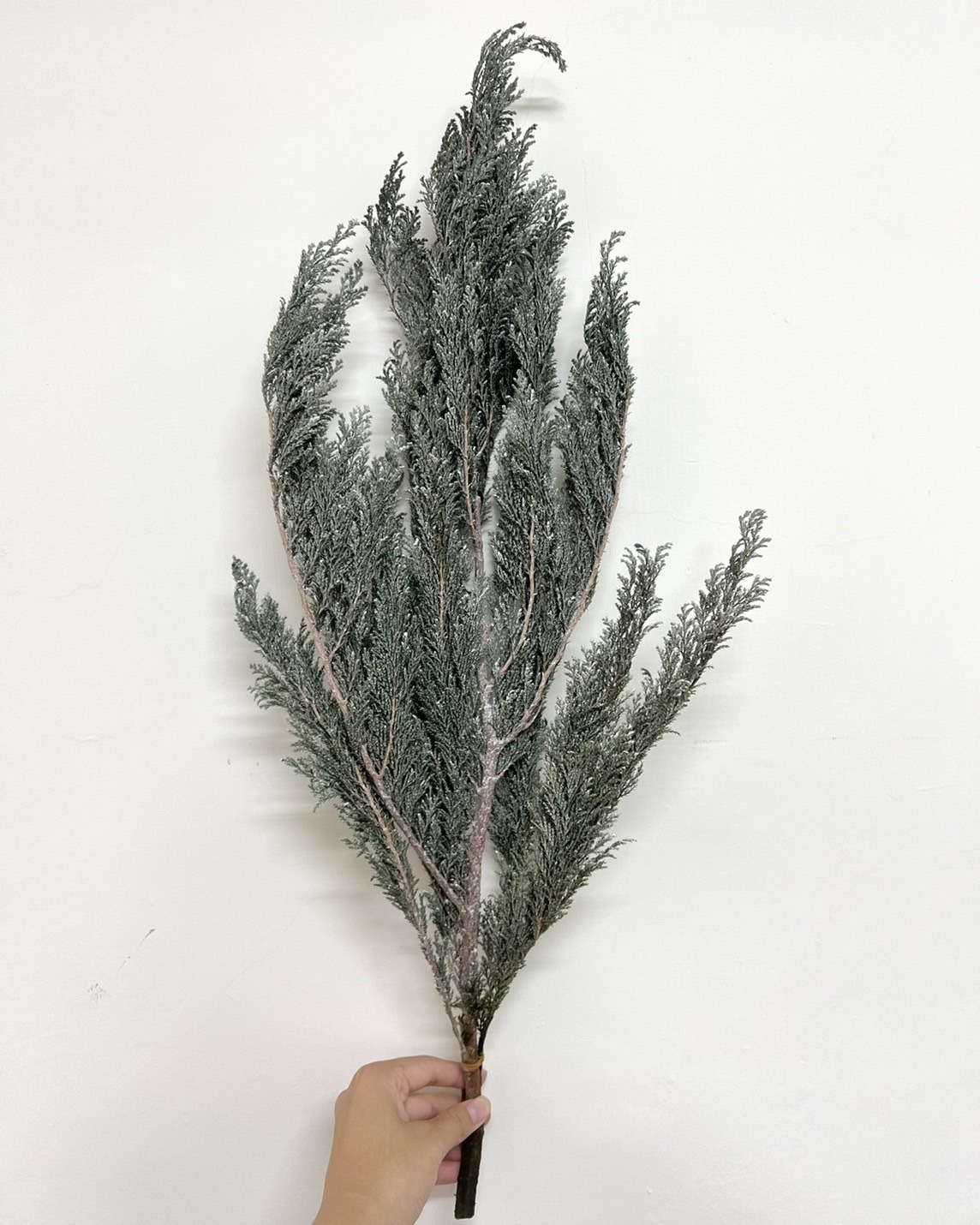 不凋羅漢柏 01380-012