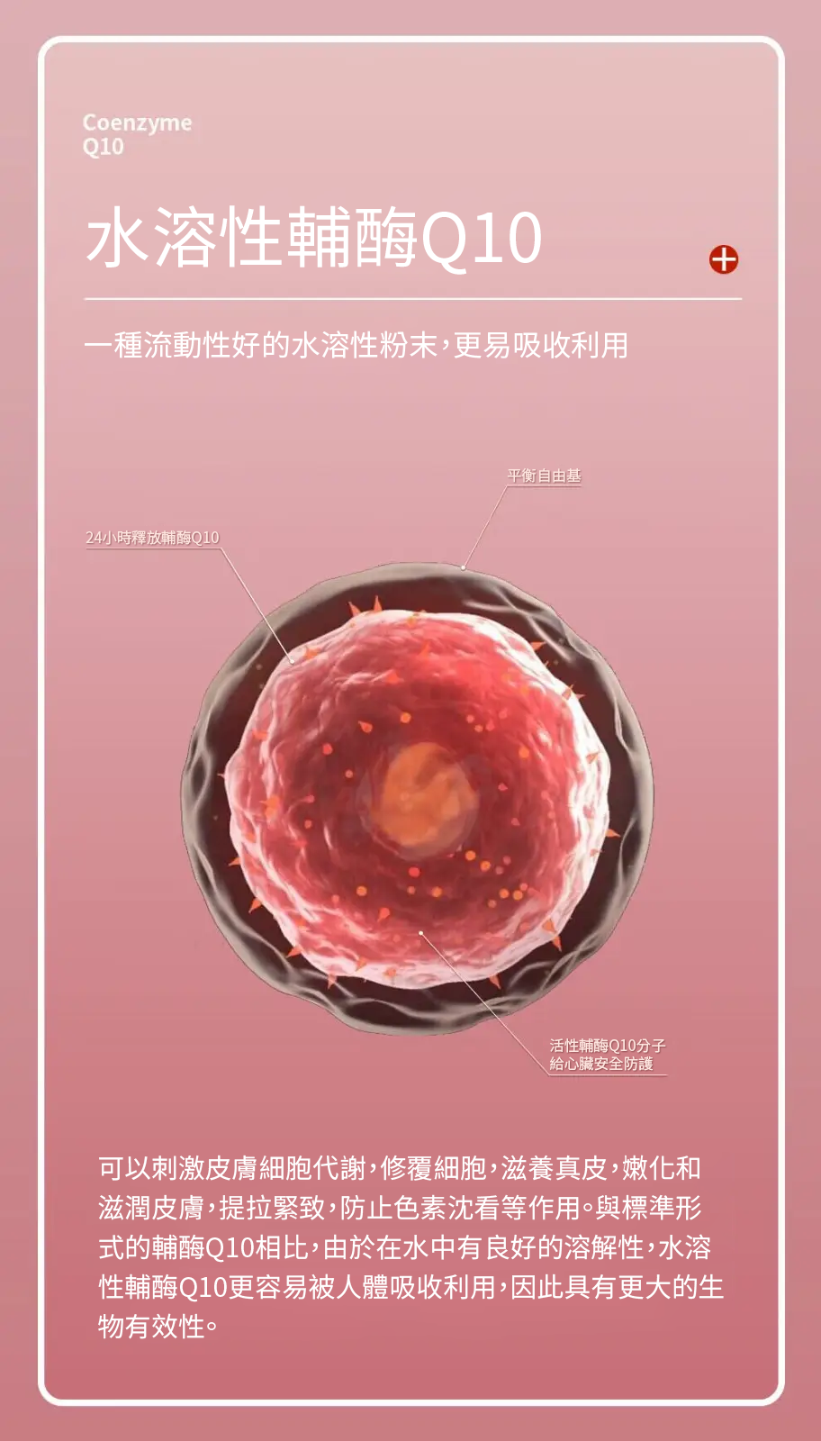 【 Spruce Nutrition 】Q10 + PQQ 四重配方 強心核素｜30 粒裝（美國原裝行貨）