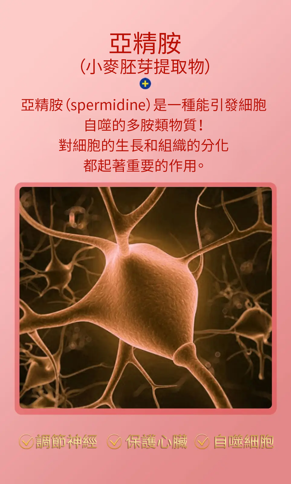 【 Spruce Nutrition 】Q10 + PQQ 四重配方 強心核素｜30 粒裝（美國原裝行貨）