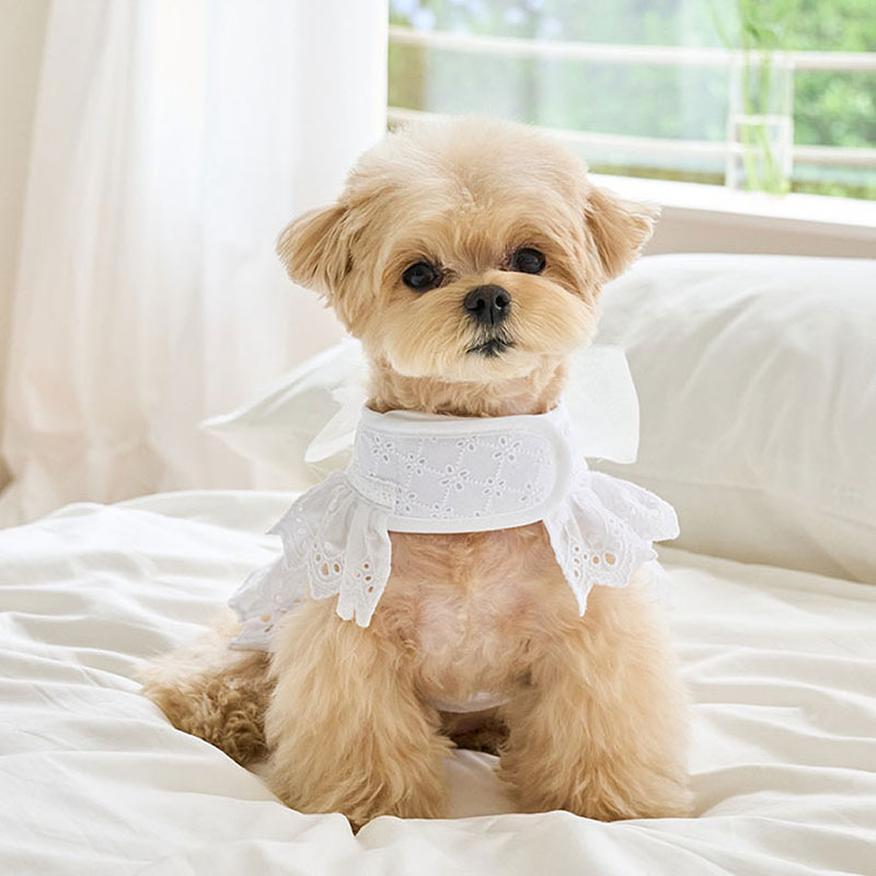 Angel 天使夏季胸背帶＋牽繩 (白) - It’s sunny outside