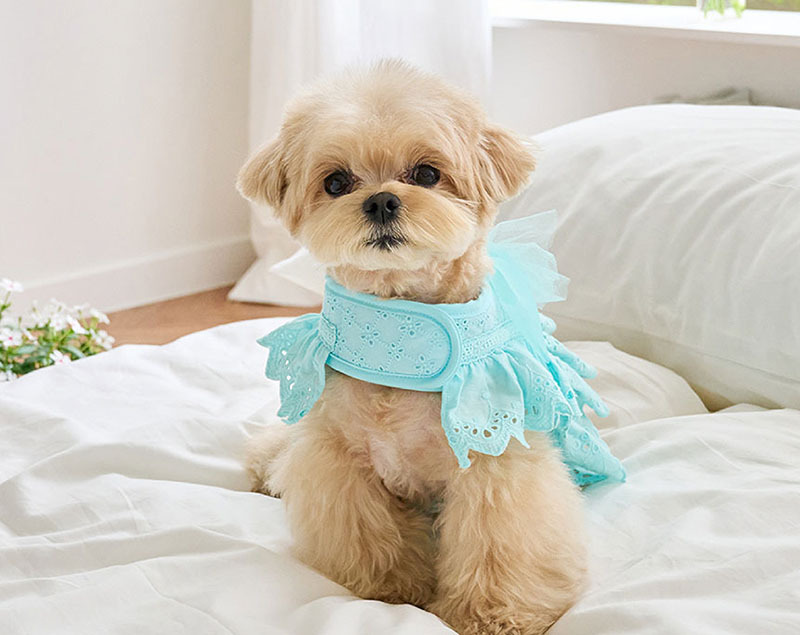 Angel 天使夏季胸背帶＋牽繩 (蒂芬尼藍) - It’s sunny outside